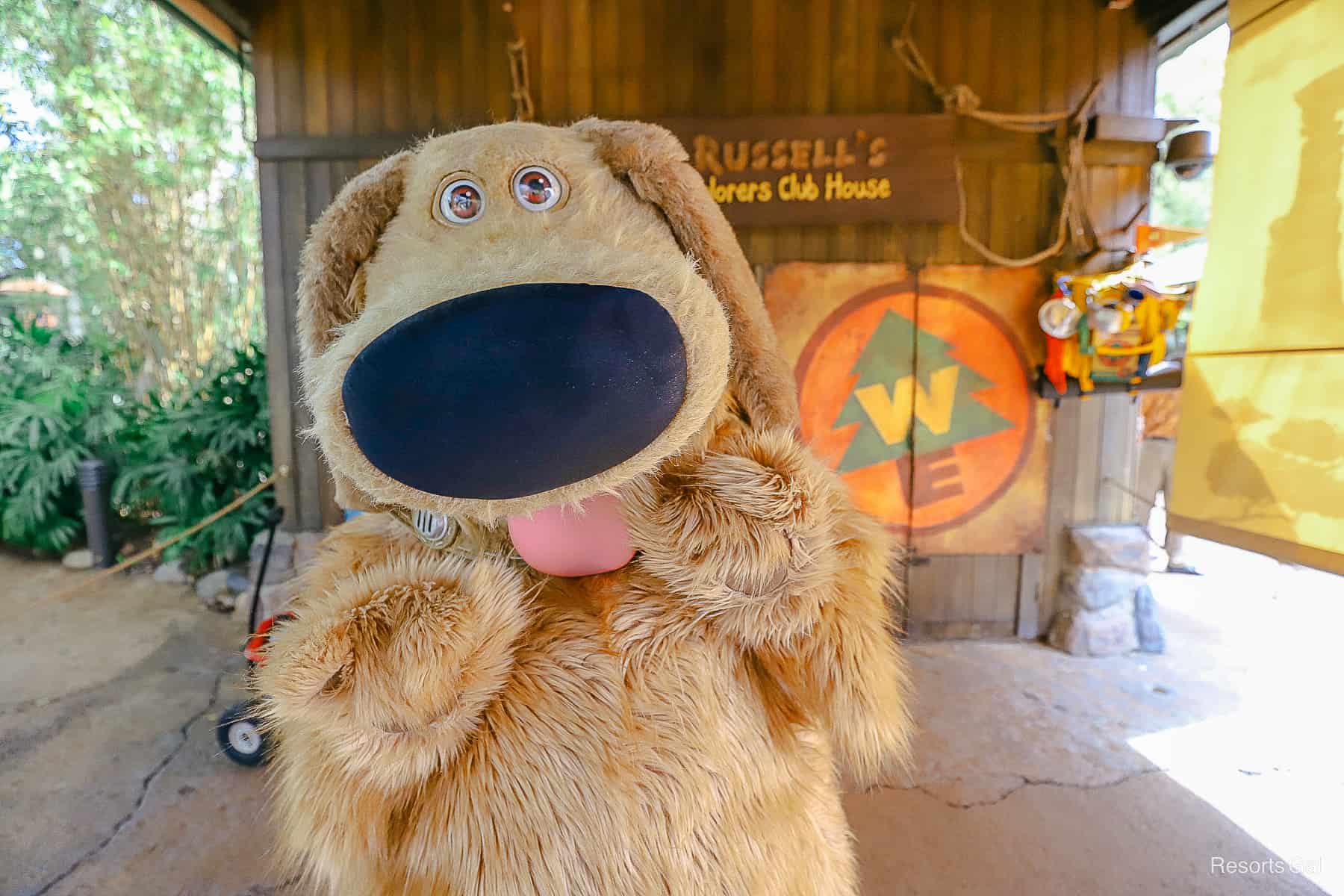 Dug poses with his paws in front of him and big black nose.