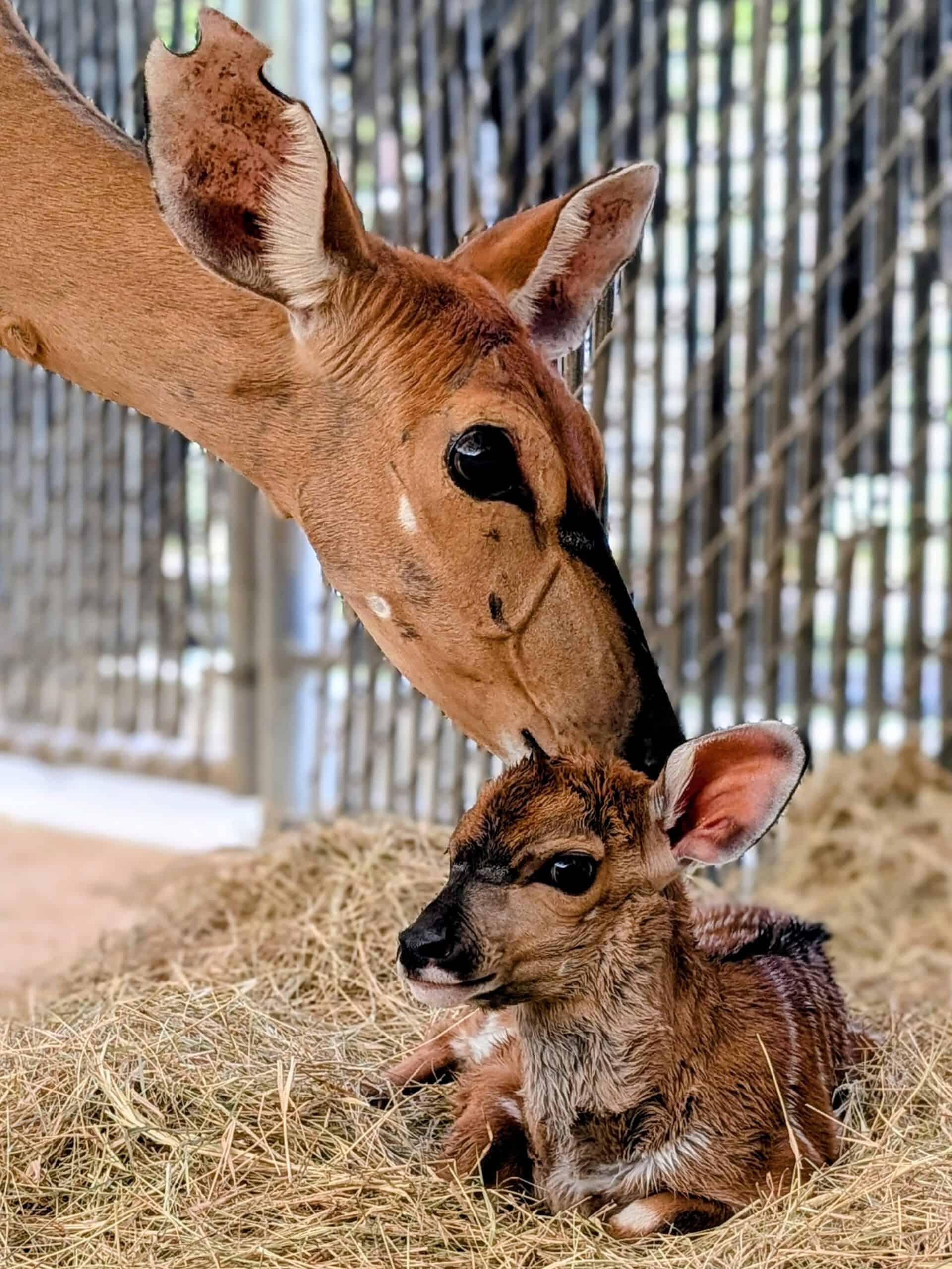 a mother tending to her new Nyala Dalve 