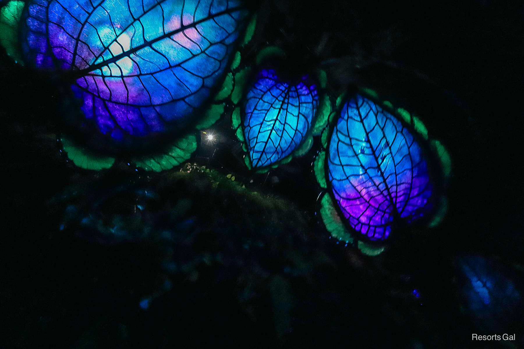 large leaves that overhead during the ride in blues and greens 