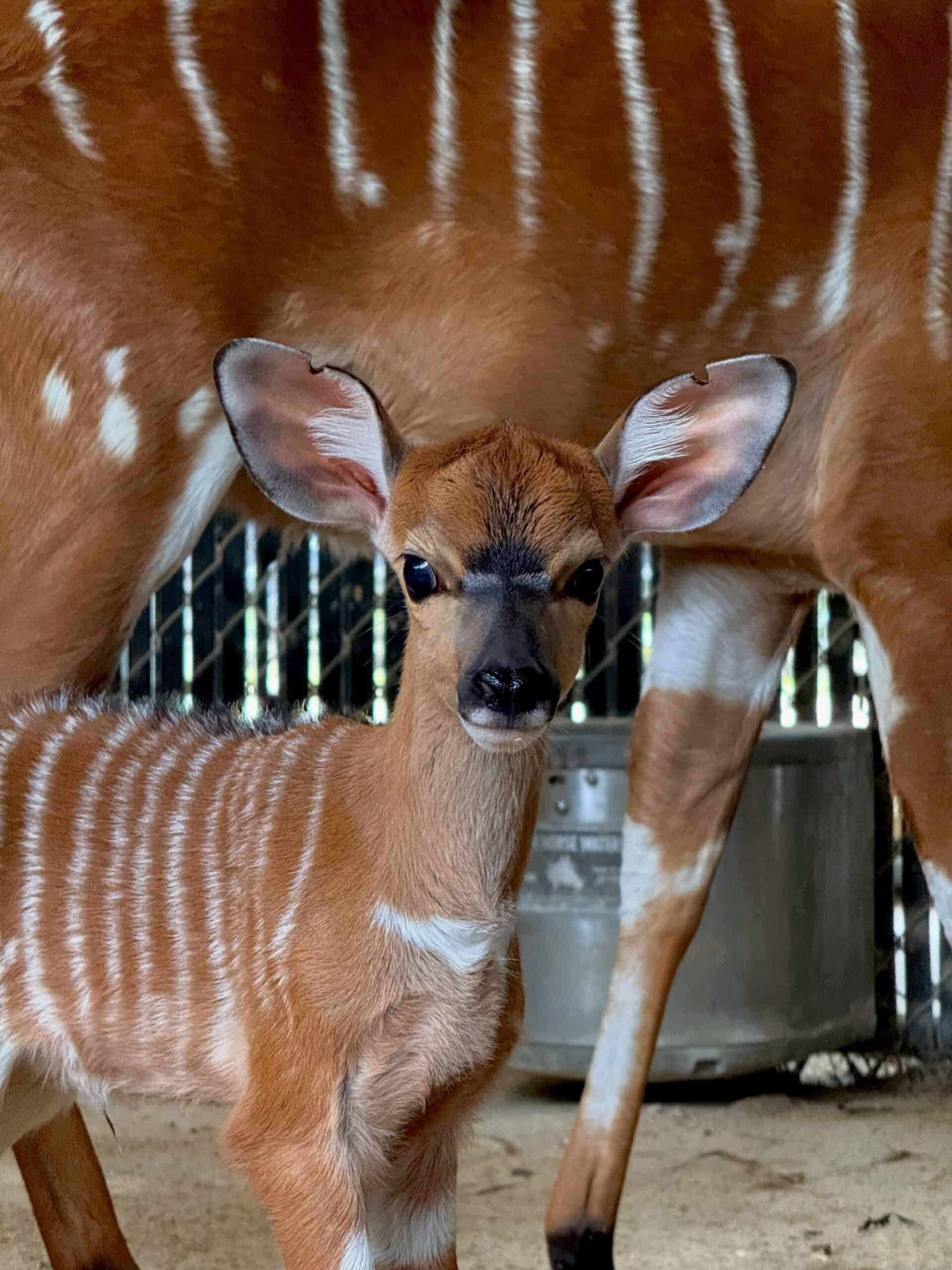a new baby Nyala Calve