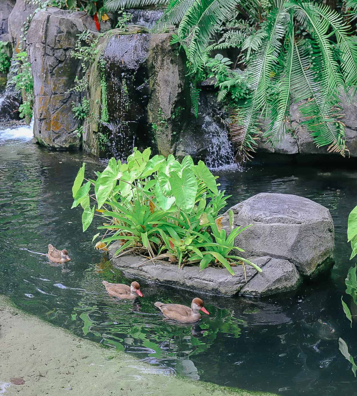ducks swimming in The Oasis 