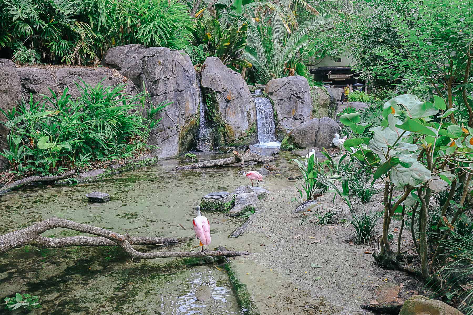 spoonbill at Disney's Animal Kingdom 