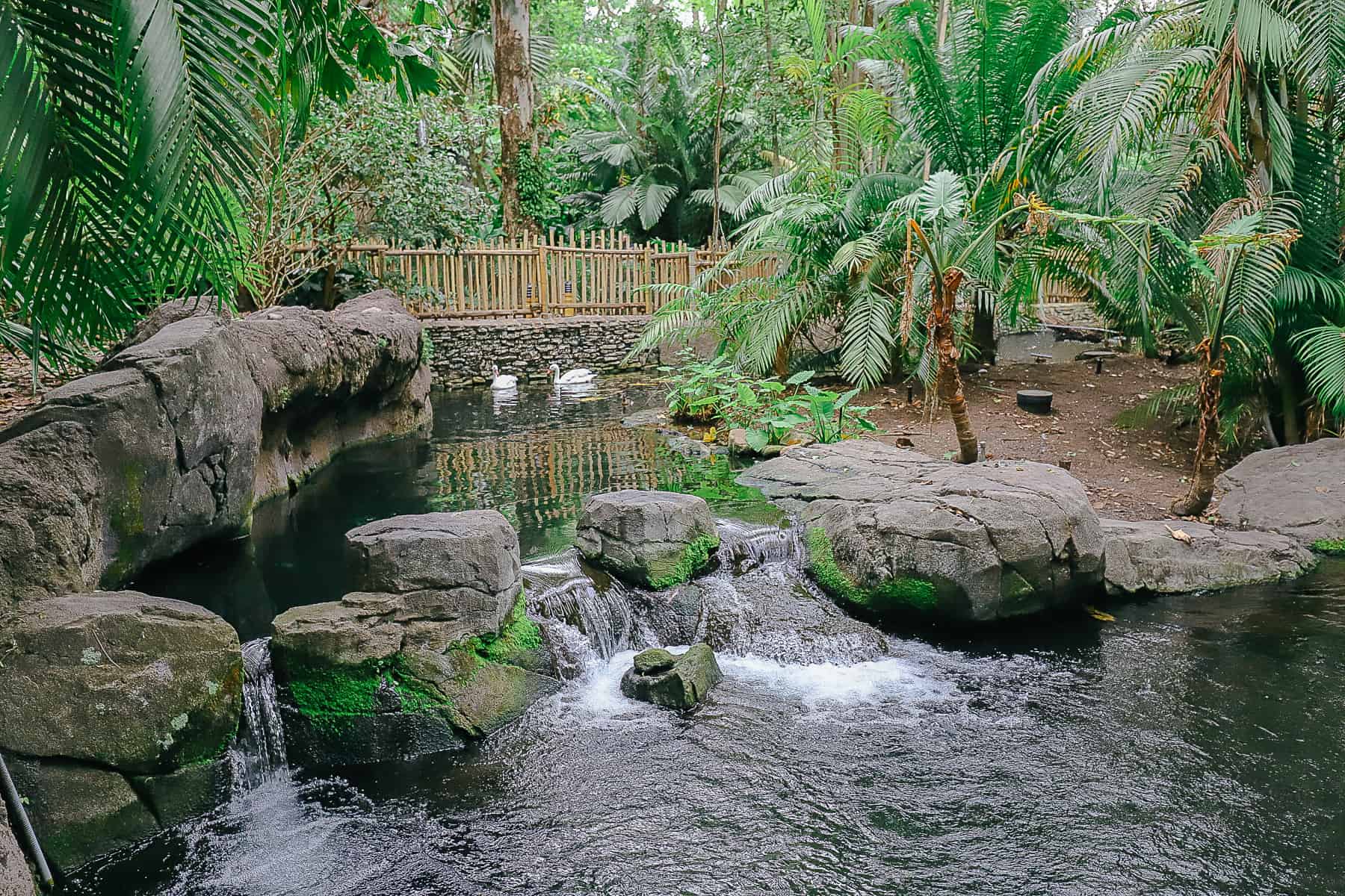 a waterfall running through the Oasis at Disney' Animal Kingdom 