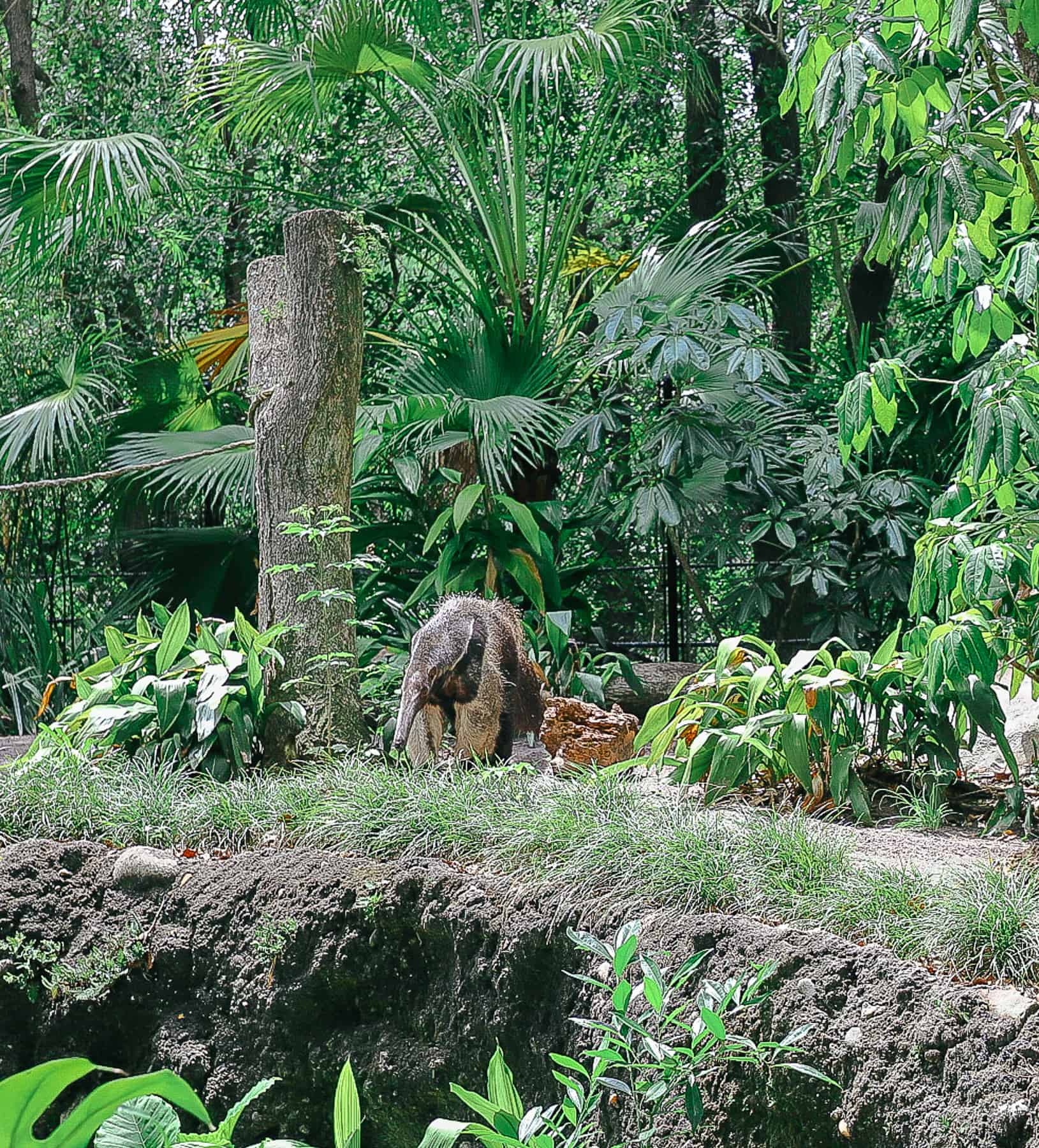 the Southern Giant Anteater in The Oasis at Disney's Animal Kingdom 