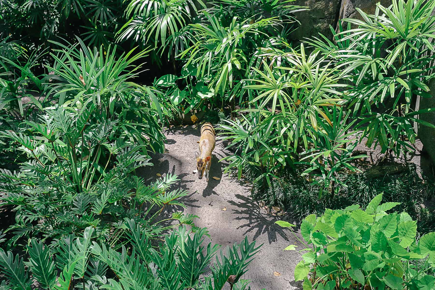 a Reeves Muntjac at Disney's Animal Kingdom 