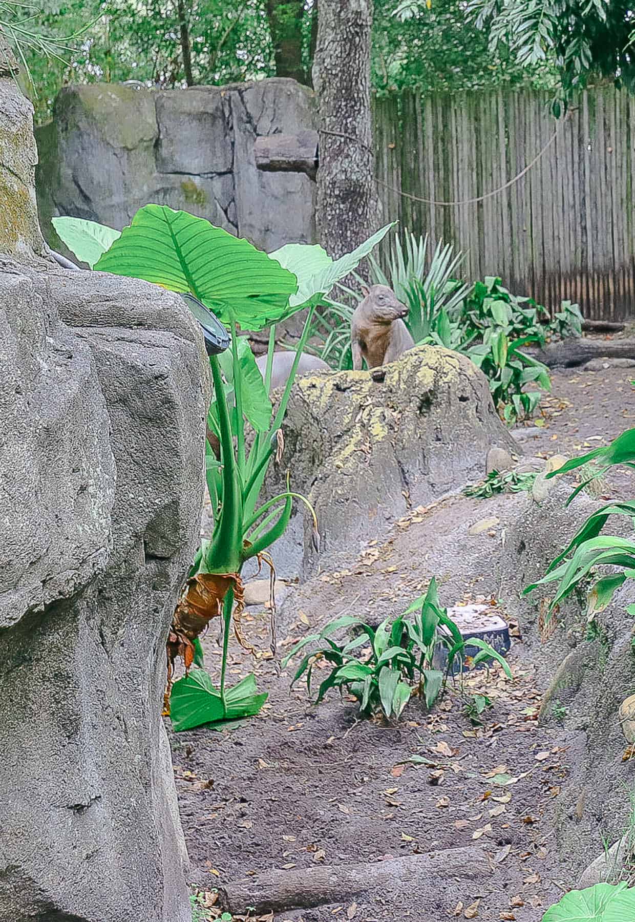 a closeup of the baby Babirusa 