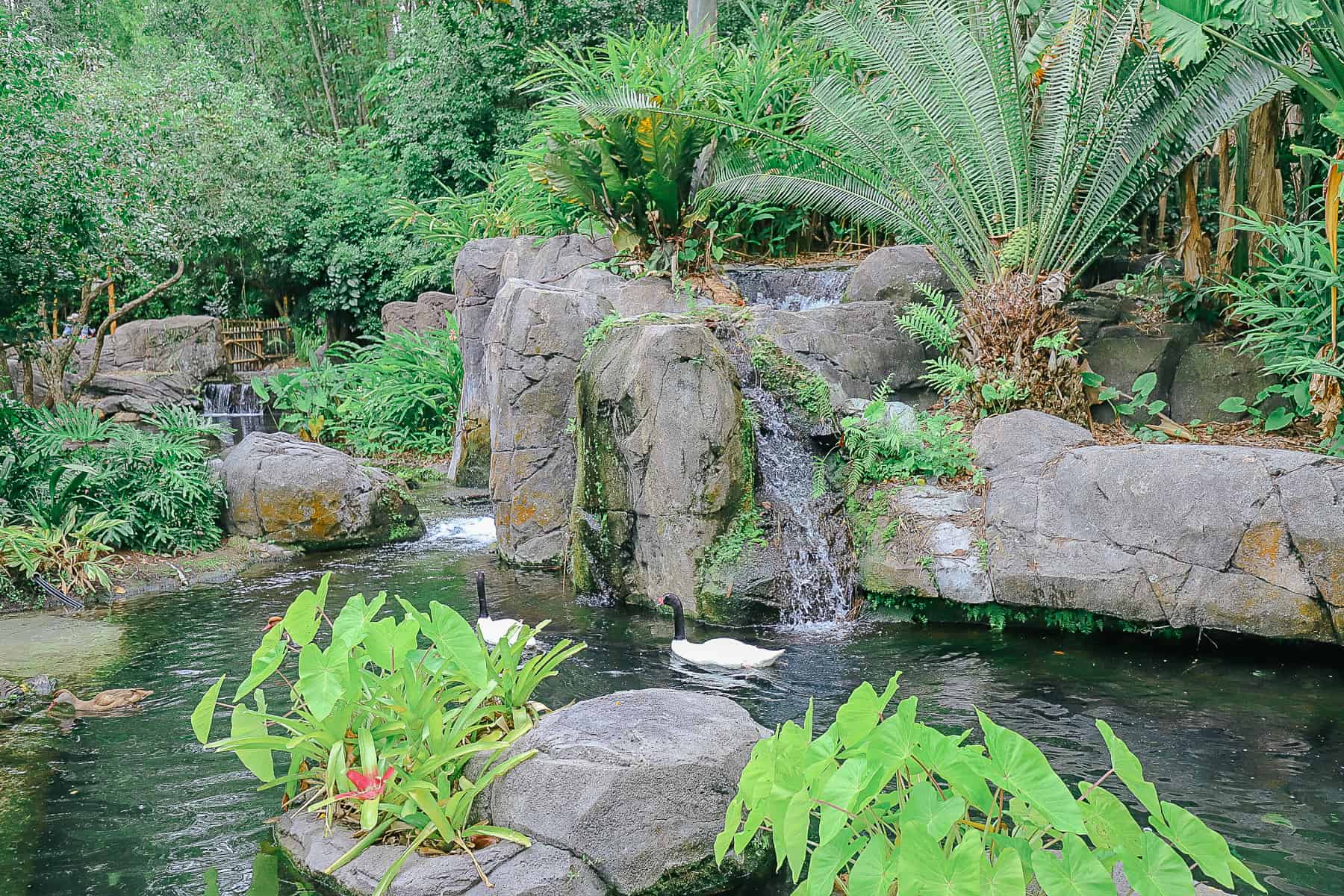 a waterfall with black-necked swans swimming underneath it 