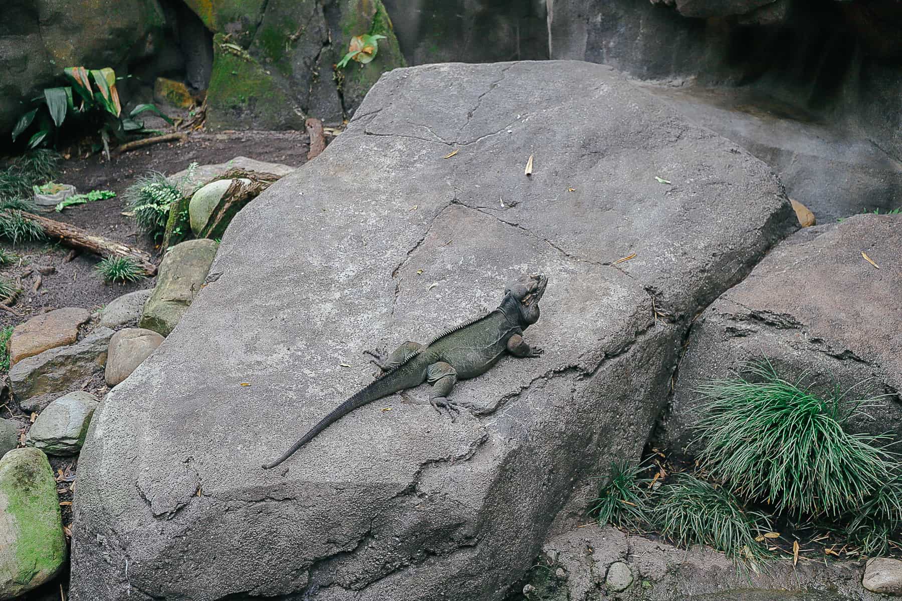 the rhinoceros iguana with his head lifted 