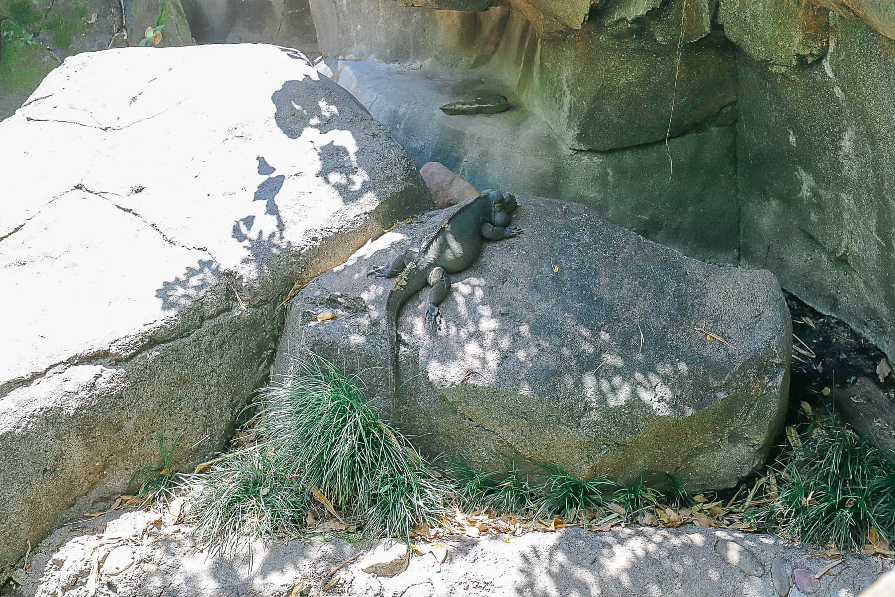 The Rhinoceros Iguana Oasis Exhibit at Disney's Animal Kingdom 