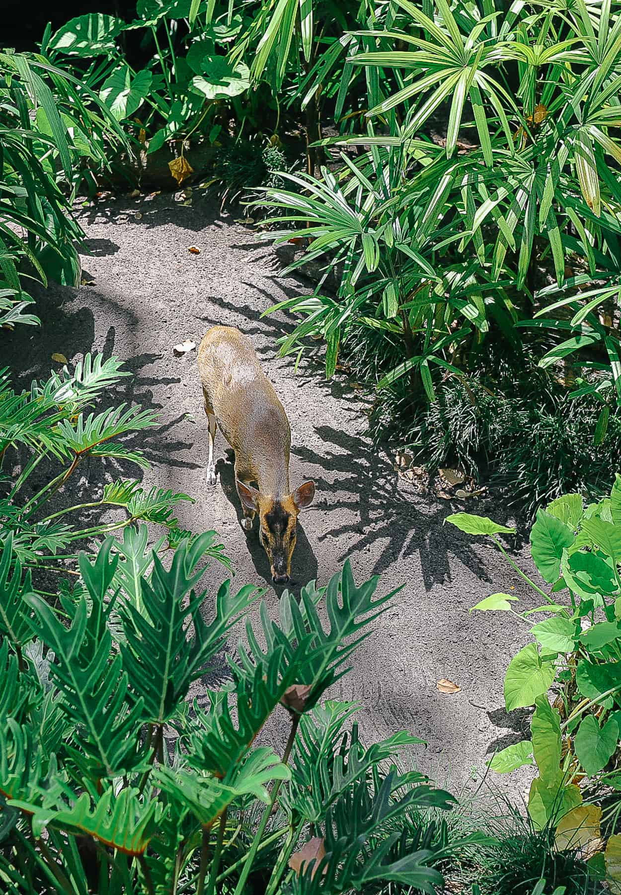 a close up look at the Reeves Muntjac 