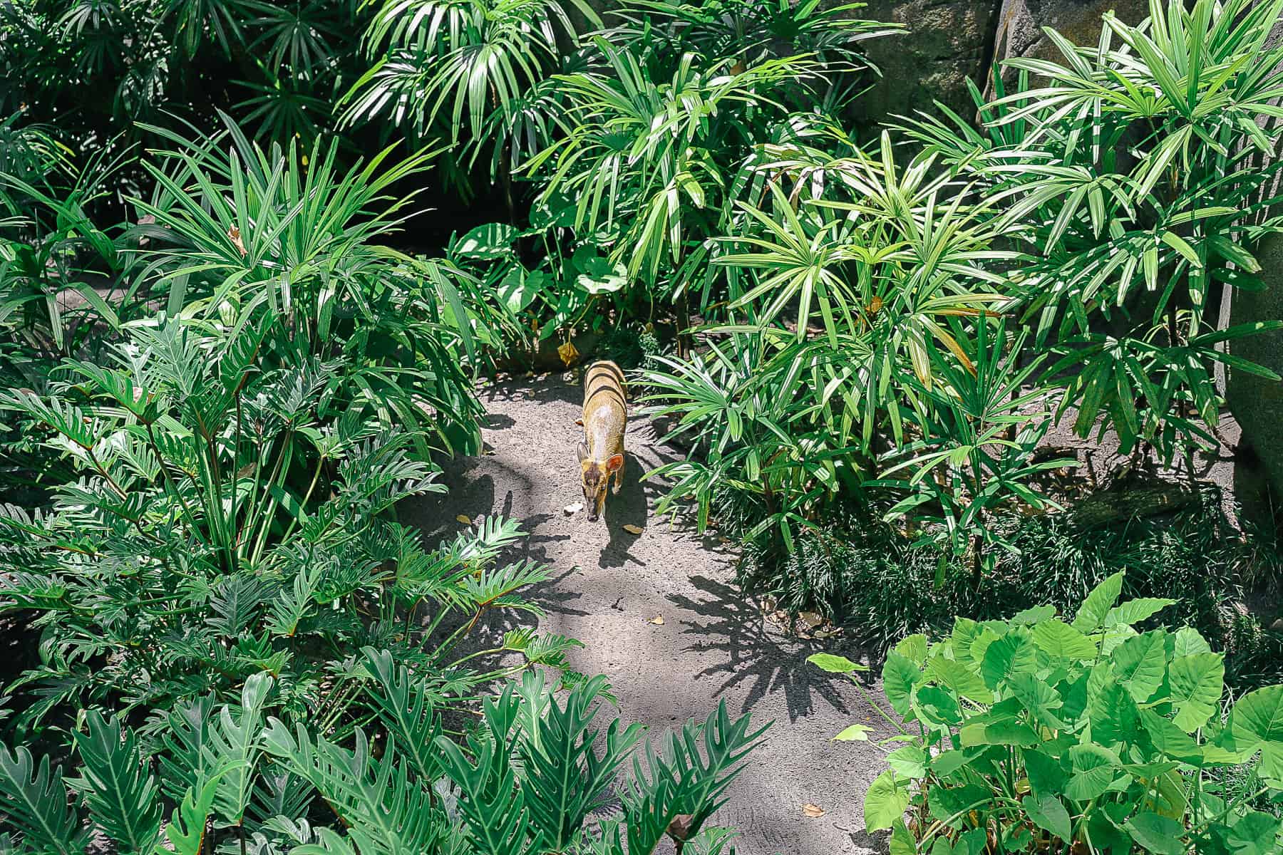 the Reeve's Muntjac in The Oasis at Disney's Animal Kingdom 