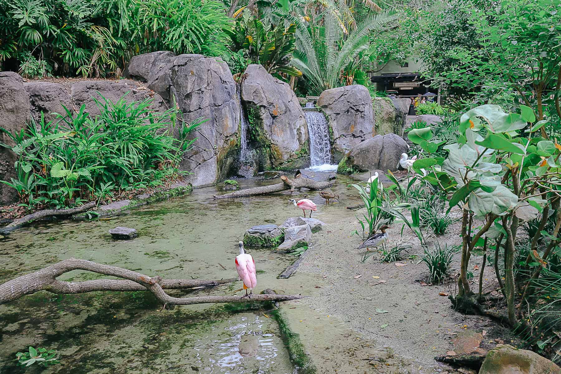 a Roseate Spoonbil in an exhibit at Animal Kingdom's Oasis 