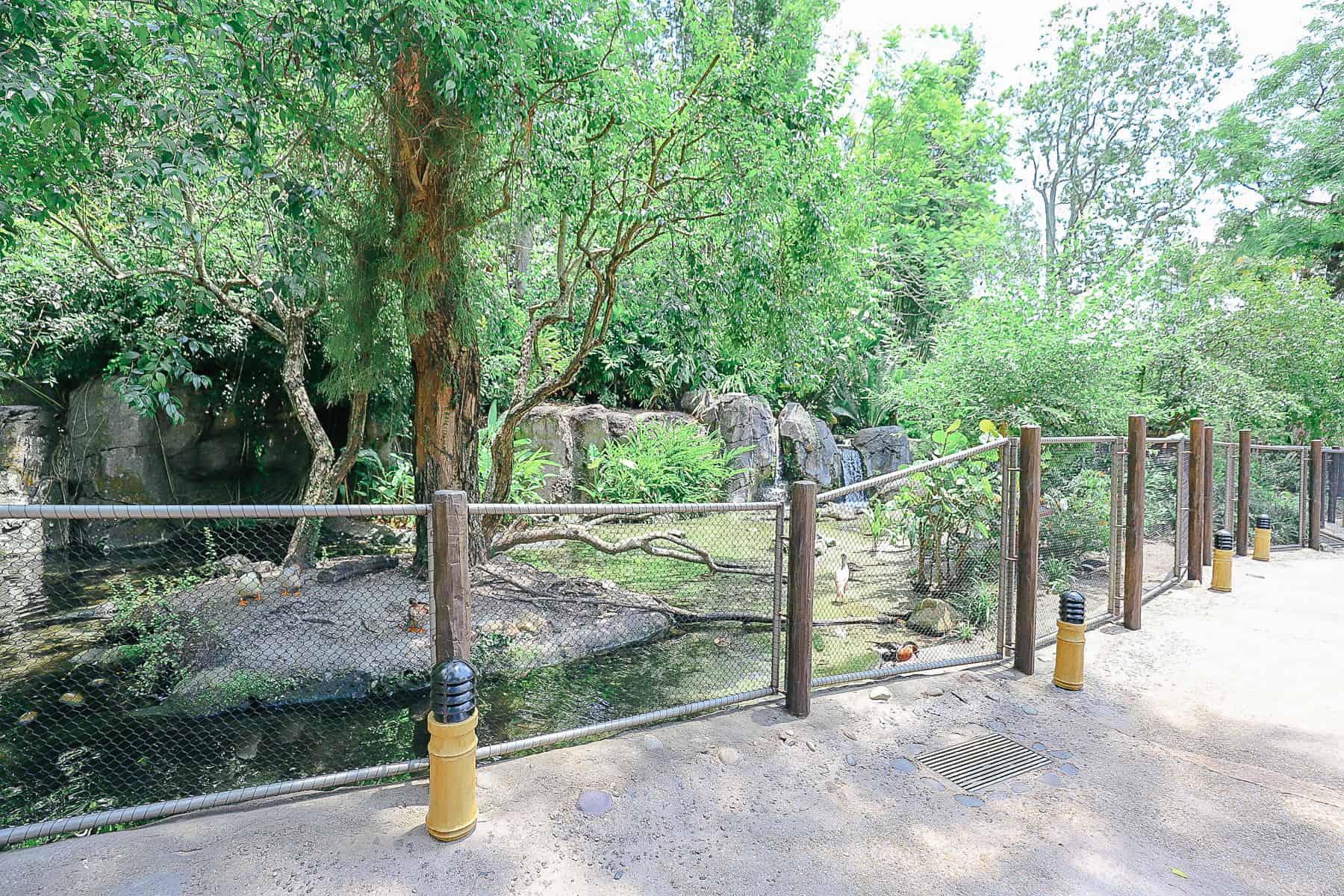 a chain link fence in front of one of the Oasis Exhibits 