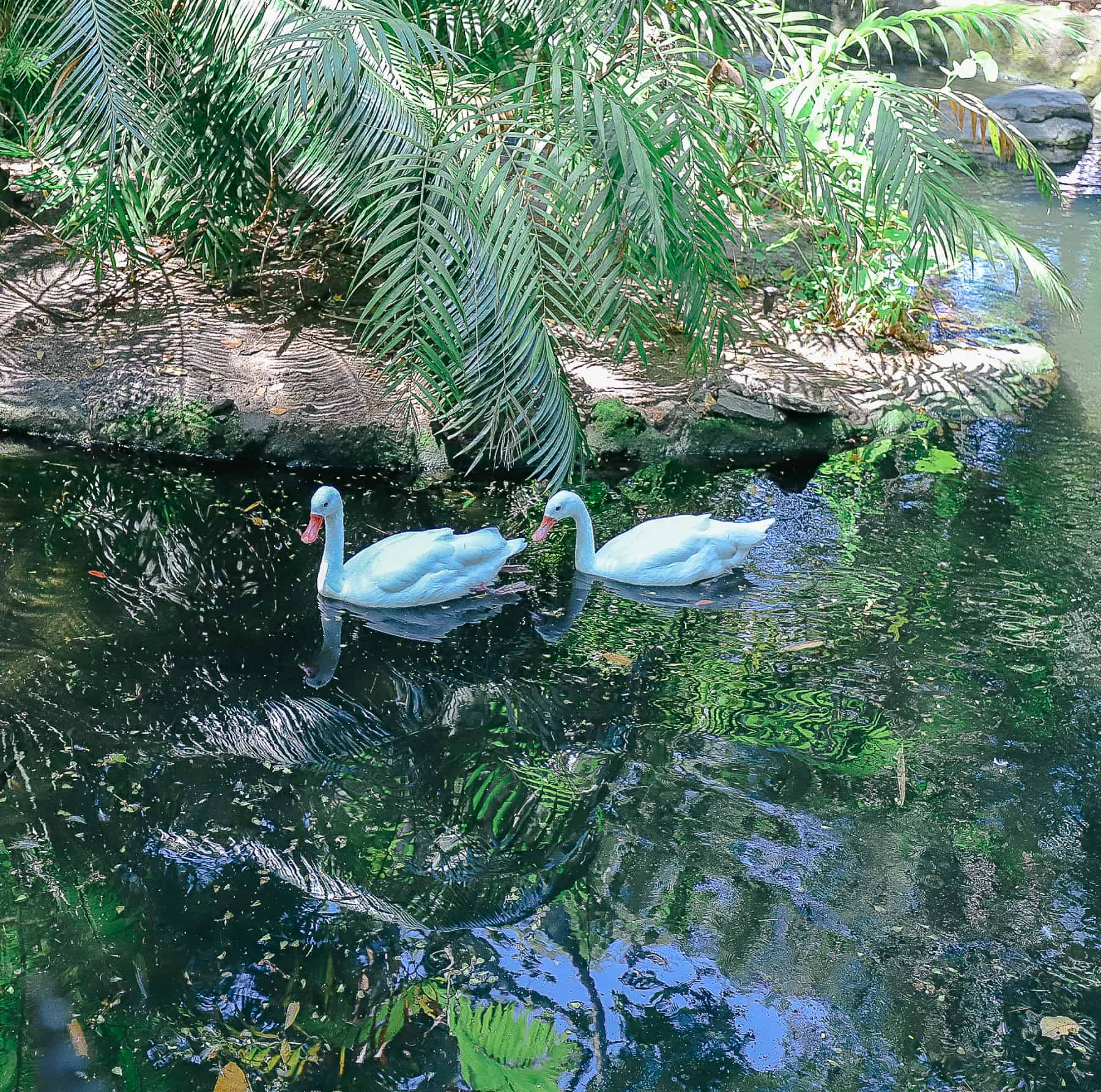 two white domestic geese 