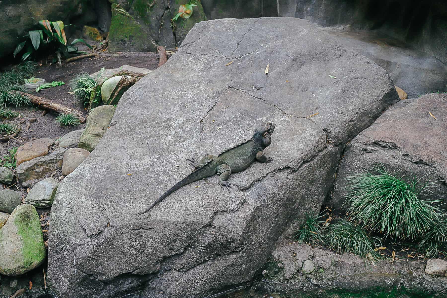 a Rhinoceros Iguana at Disney's Animal Kingdom 