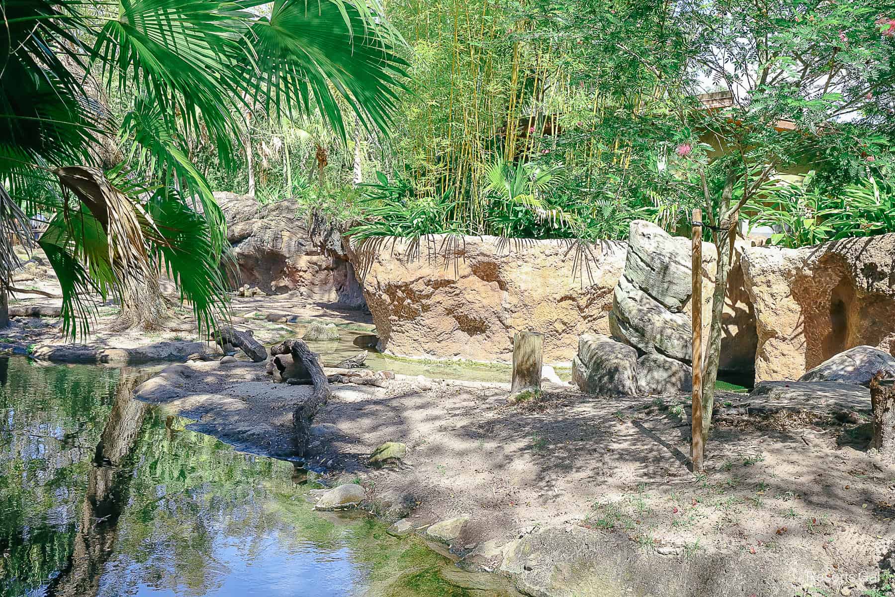 a view of the otters sleeping in a pile near Animal Kingdom's Tree of Life 