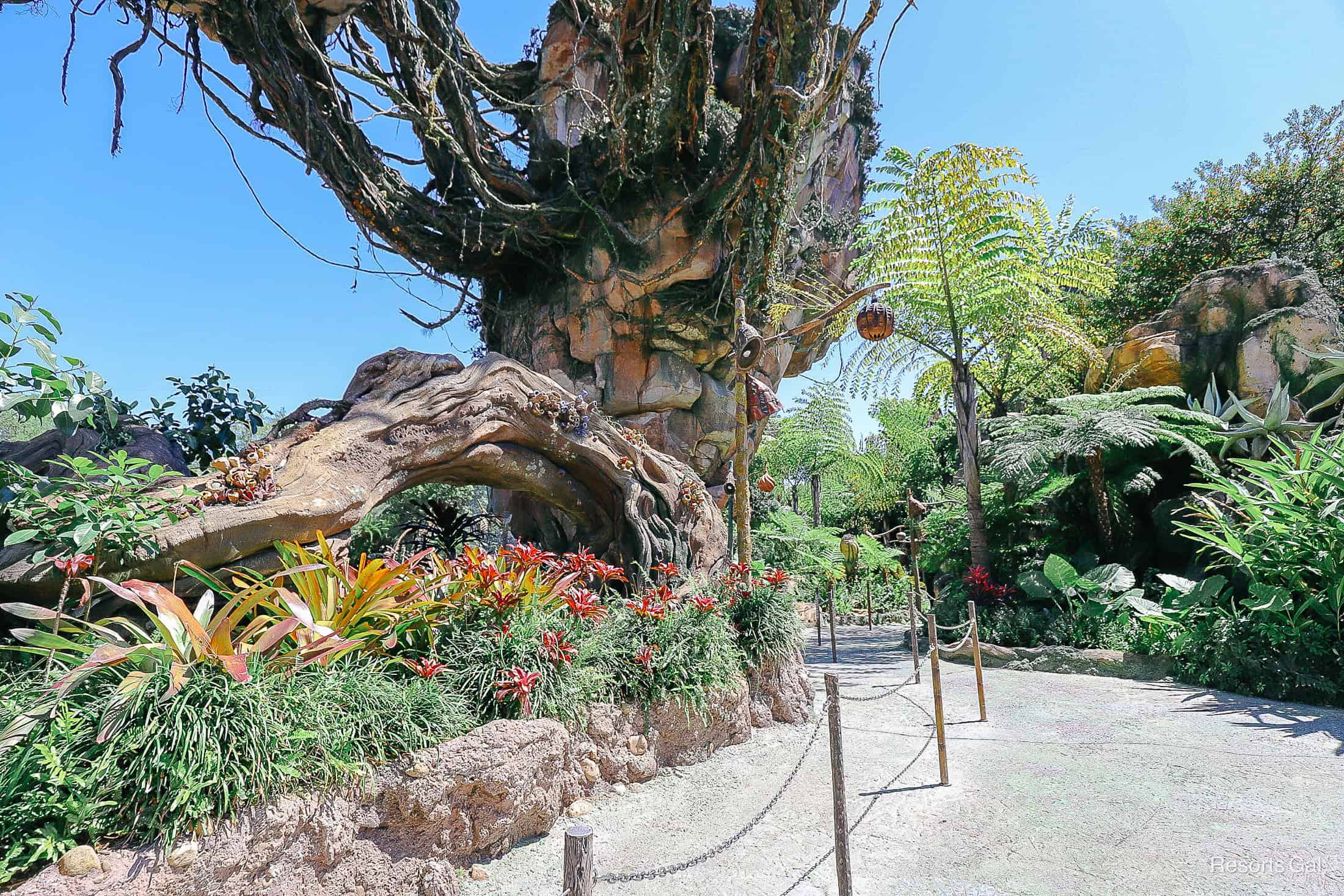 a walkway through Pandora World of Avatar 