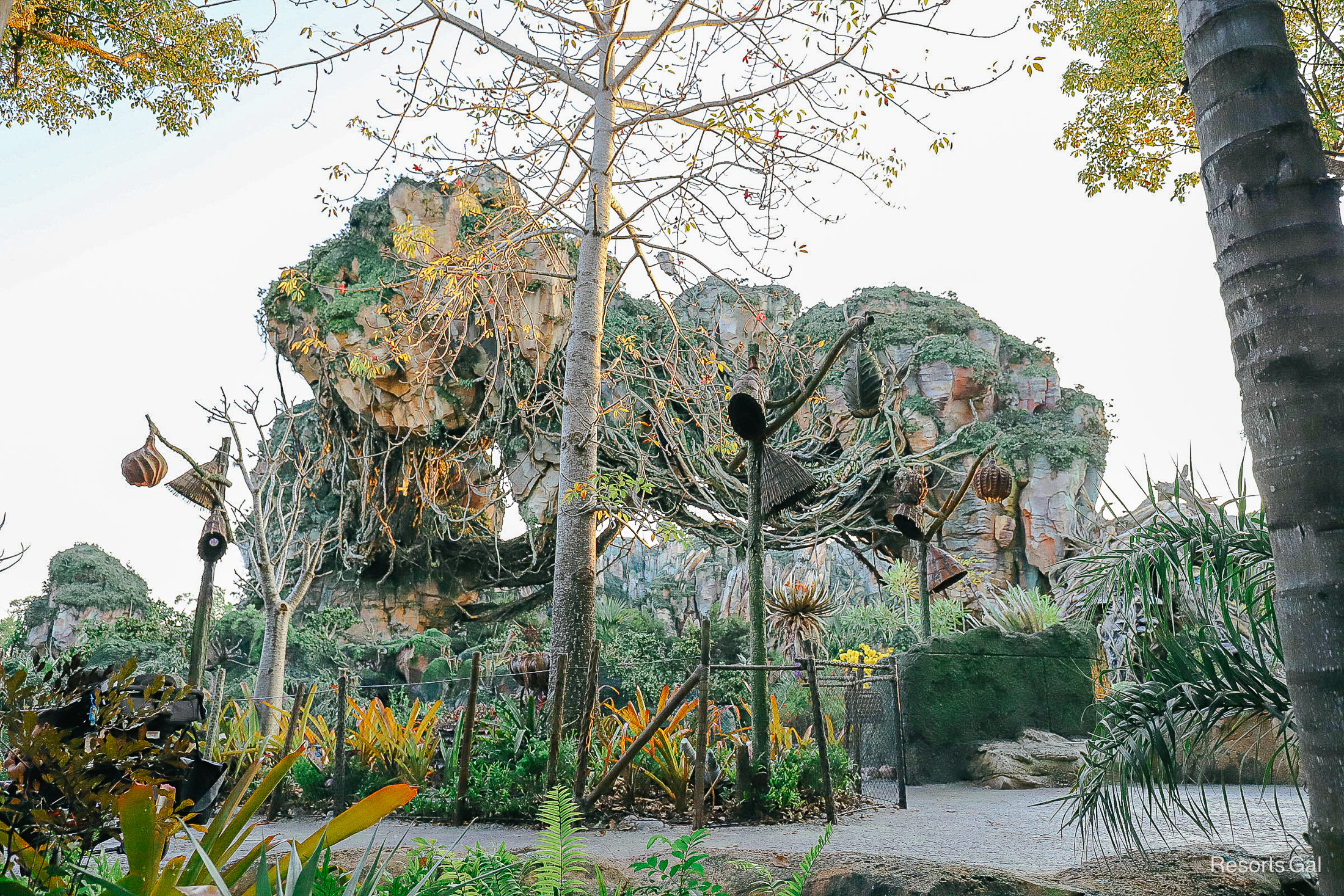Pandora, World of Avatar around sunset 