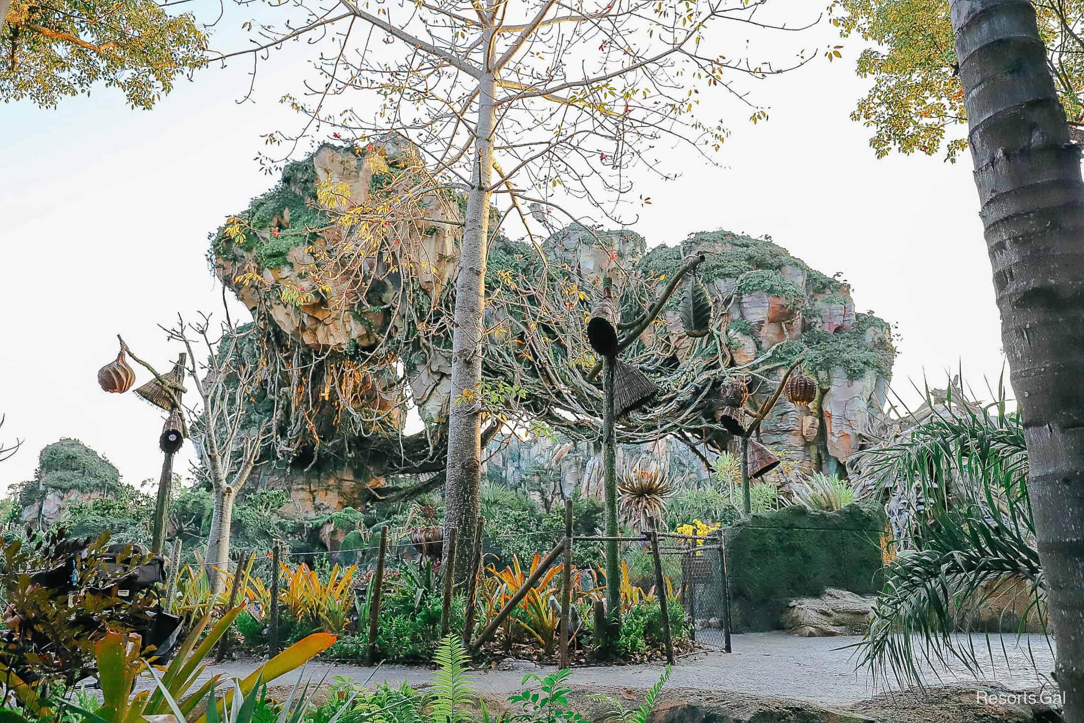 an overall view of Pandora, World of Avatar 