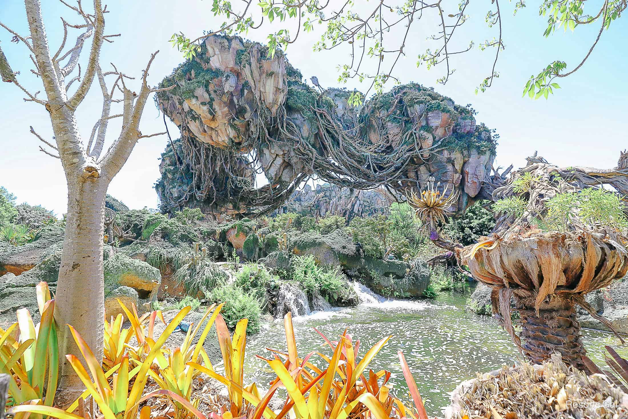 a bright picturesque photo spot in Pandora World of Avatar at Disney's Animal Kingdom 