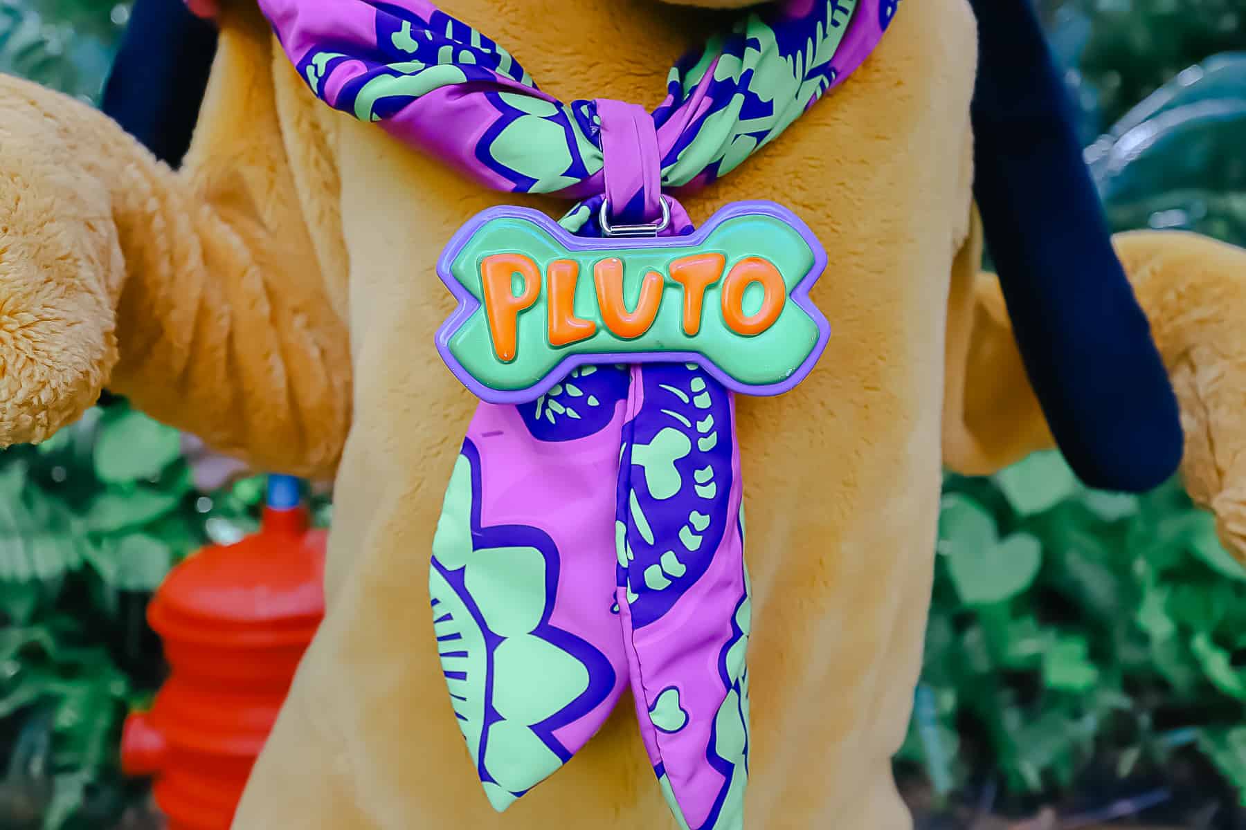 Pluto's collar and tag 