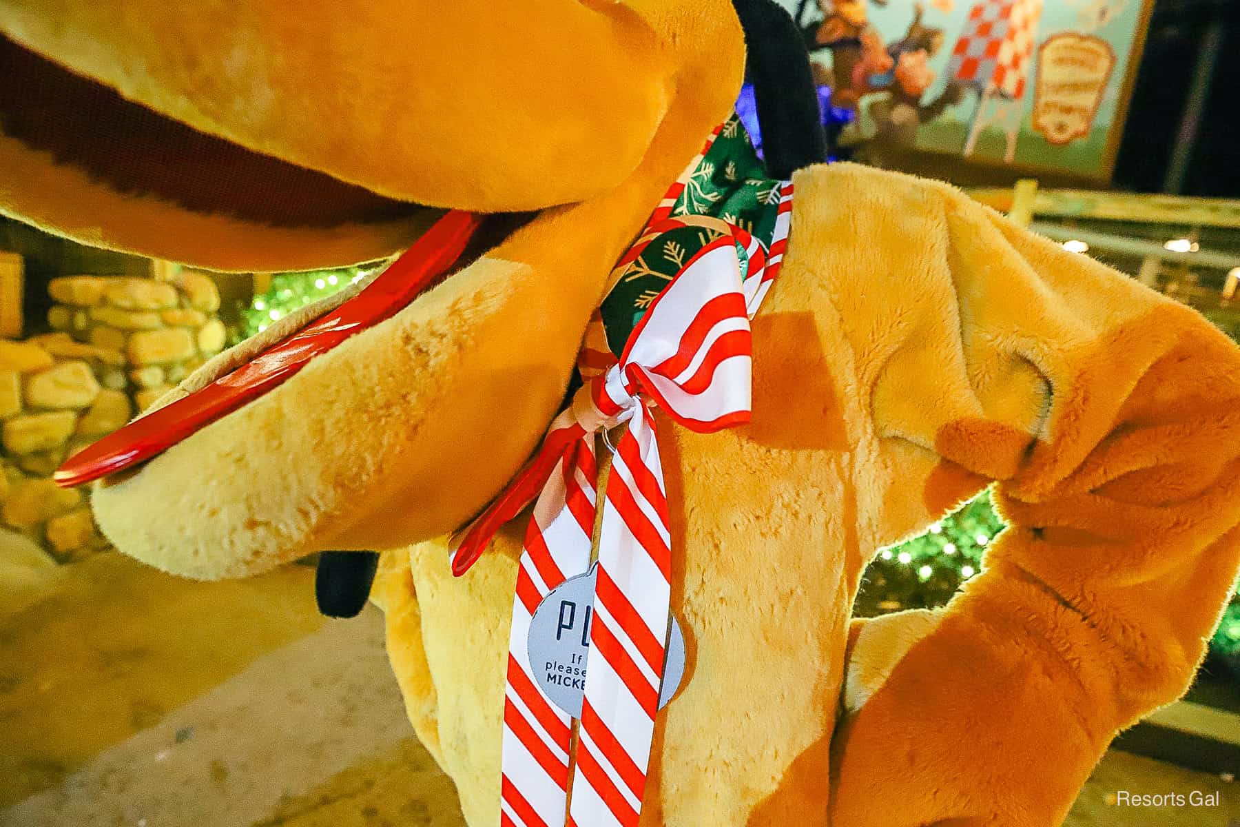 Pluto shows off his holiay collar that features red and white candy cane stripes 