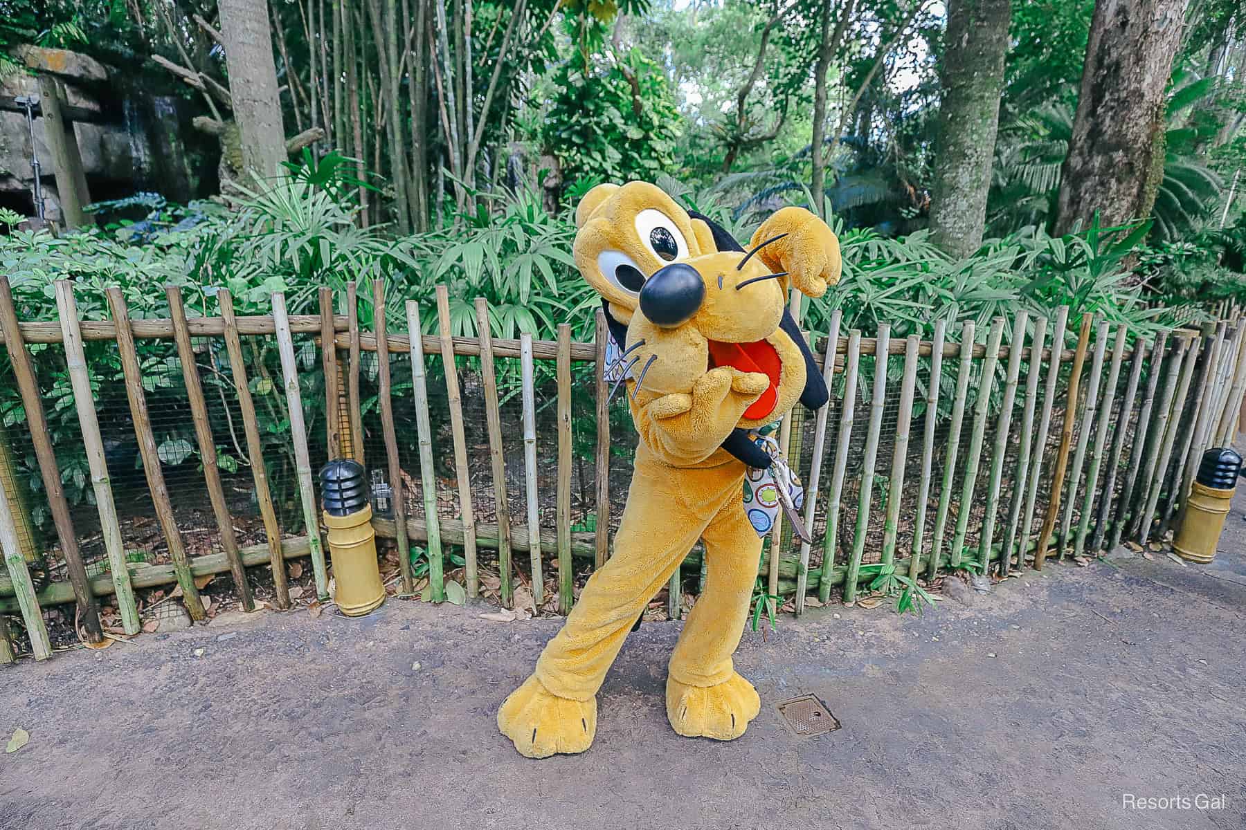 Pluto at the Oasis at Disney's Animal Kingdom