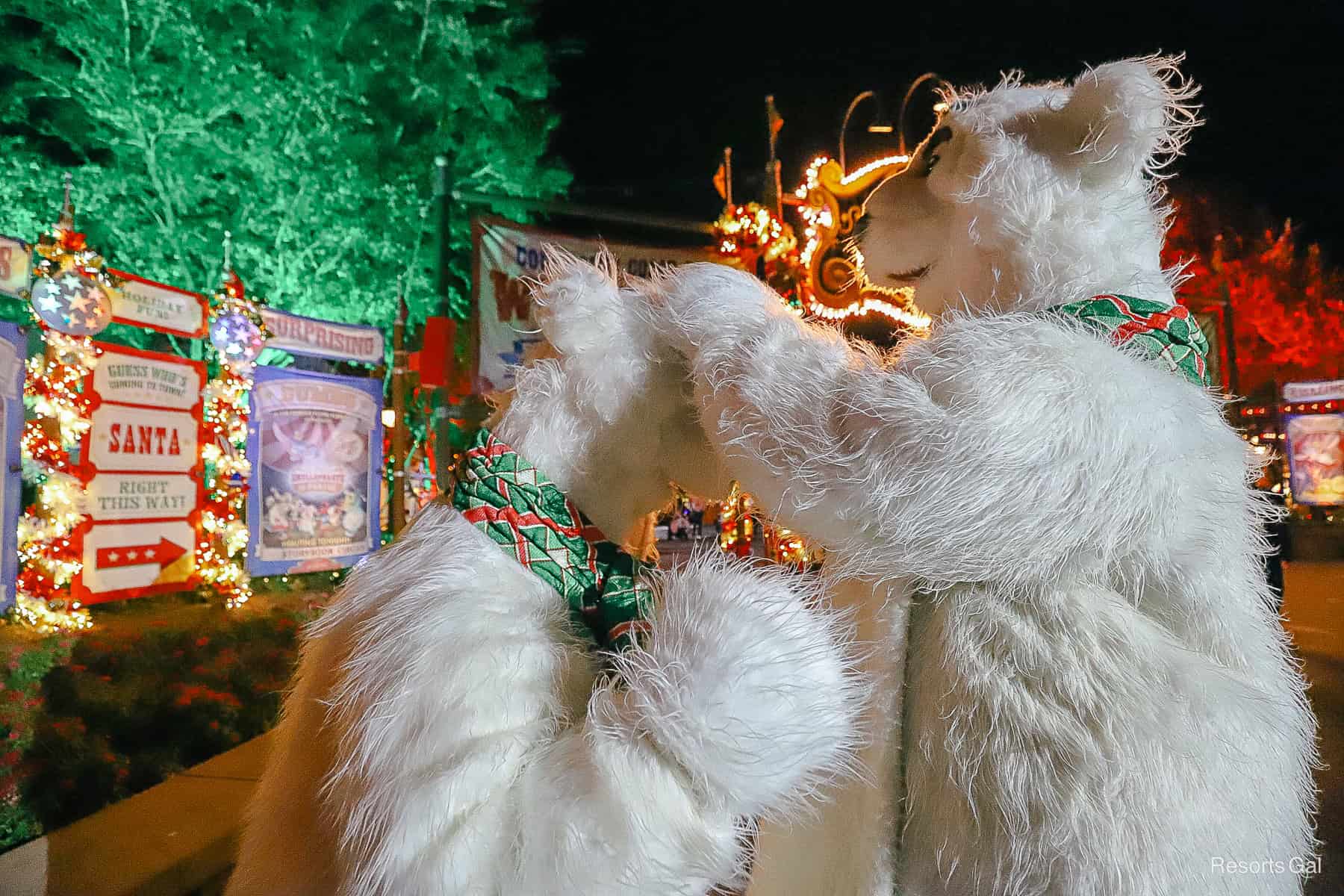 The bears prepare for a photo shoot 