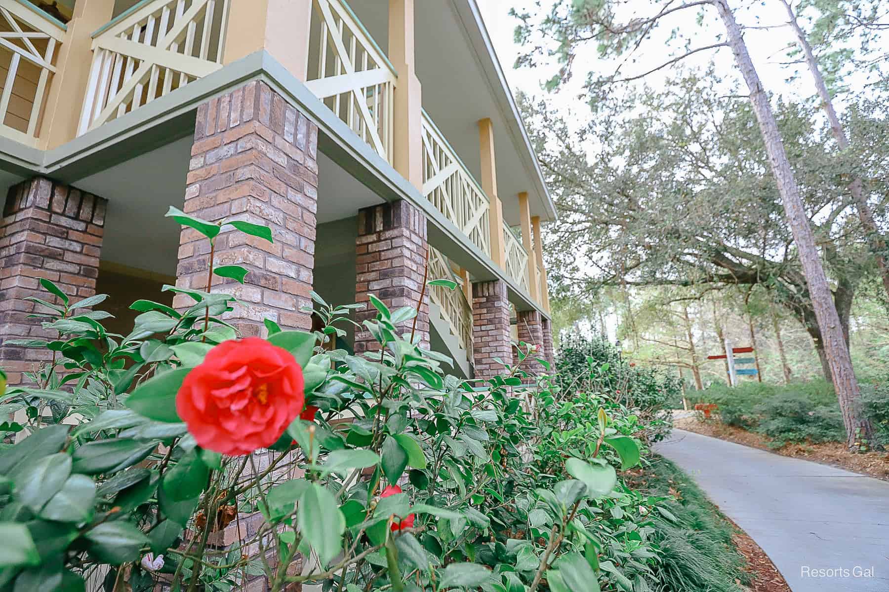 a rose in bloom along a walkway 