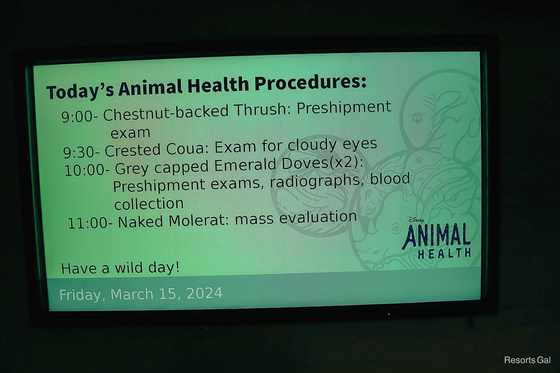 a list of animal procedures scheduled for the day at Conservation Station 