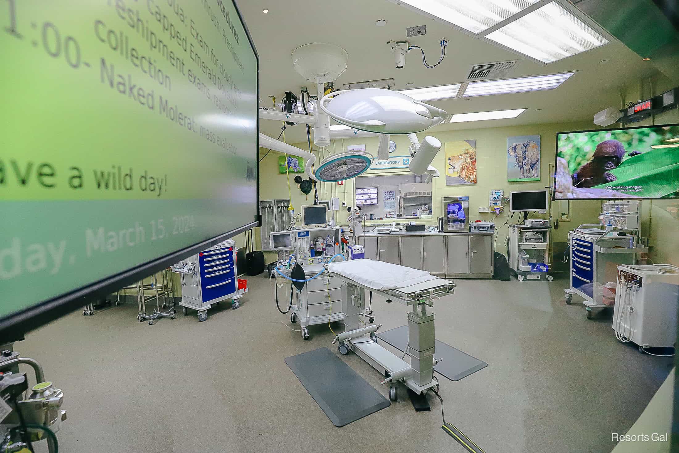 the veterinary treatment room at Conservation Station 