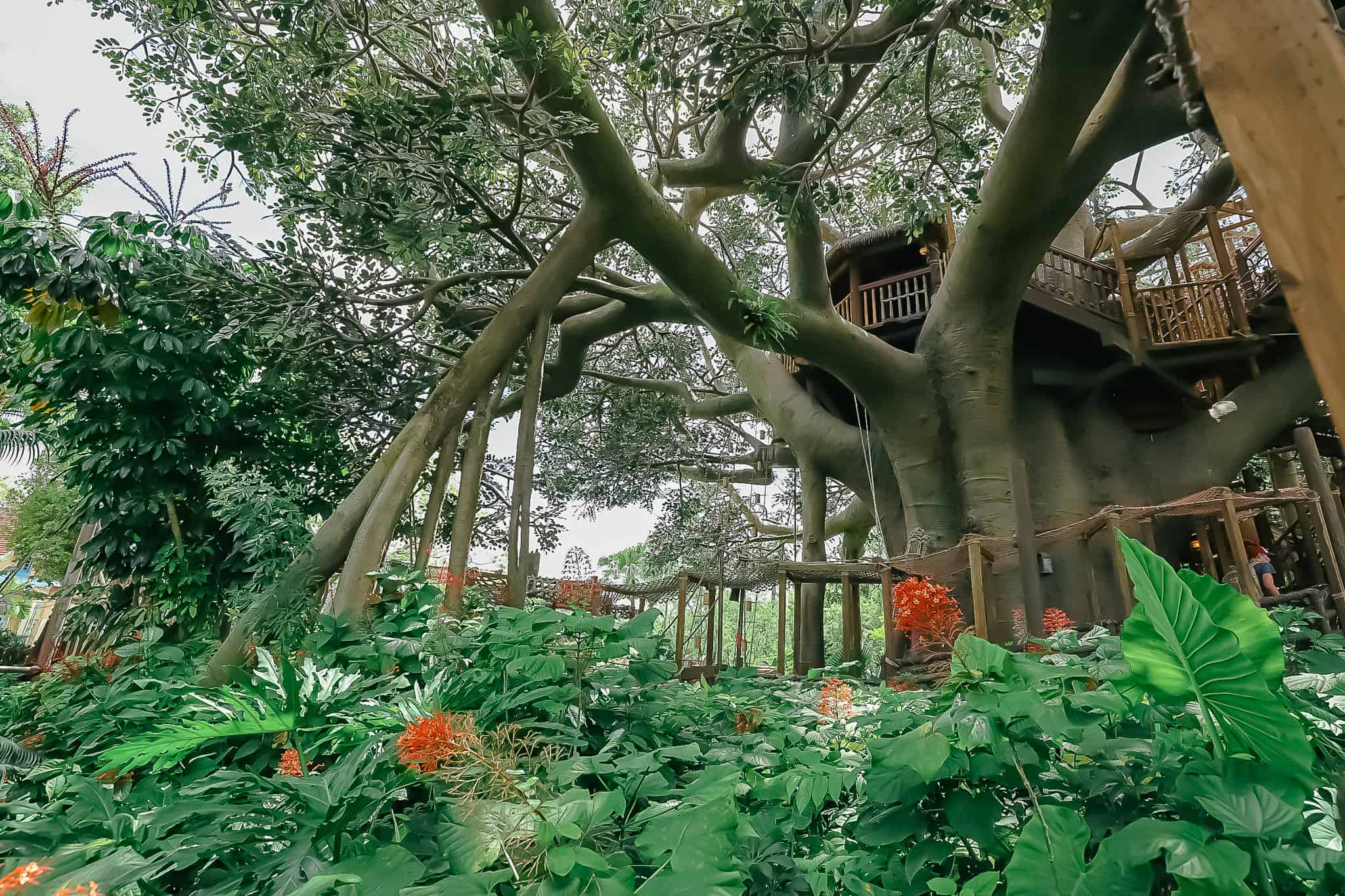 shows the base of the large tree at Swiss Family Treehouse 