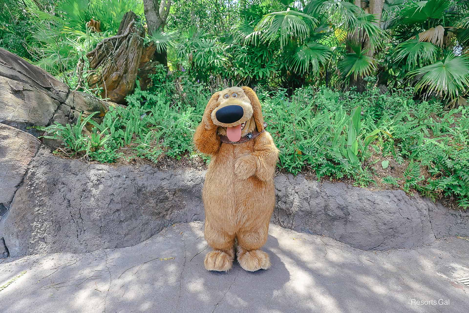 Dug from 'Up!' at Disney's Animal Kingdom wearing his talking collar 