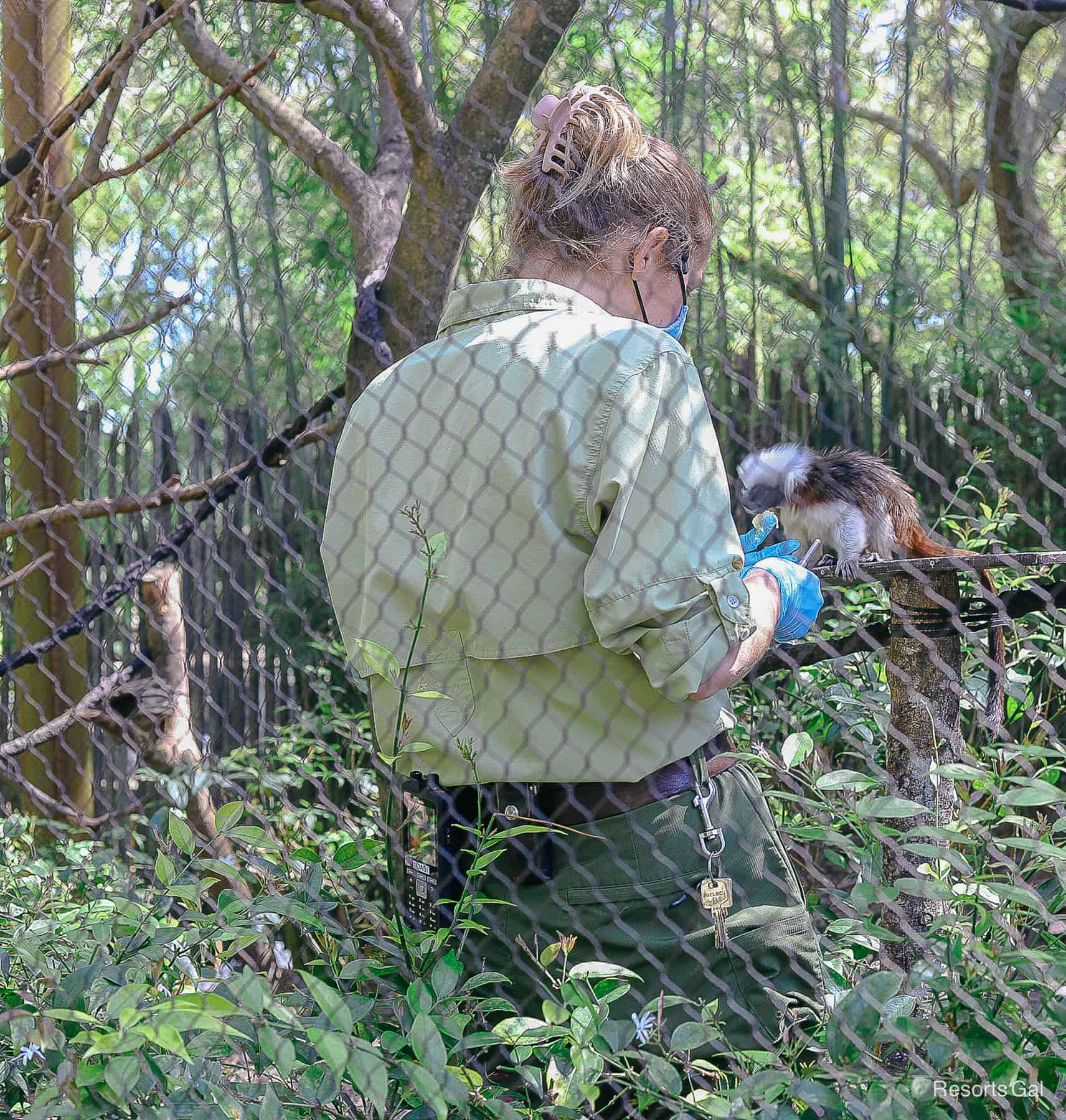 a cast member at one of the animal exhibits along the Discovery Island trails 