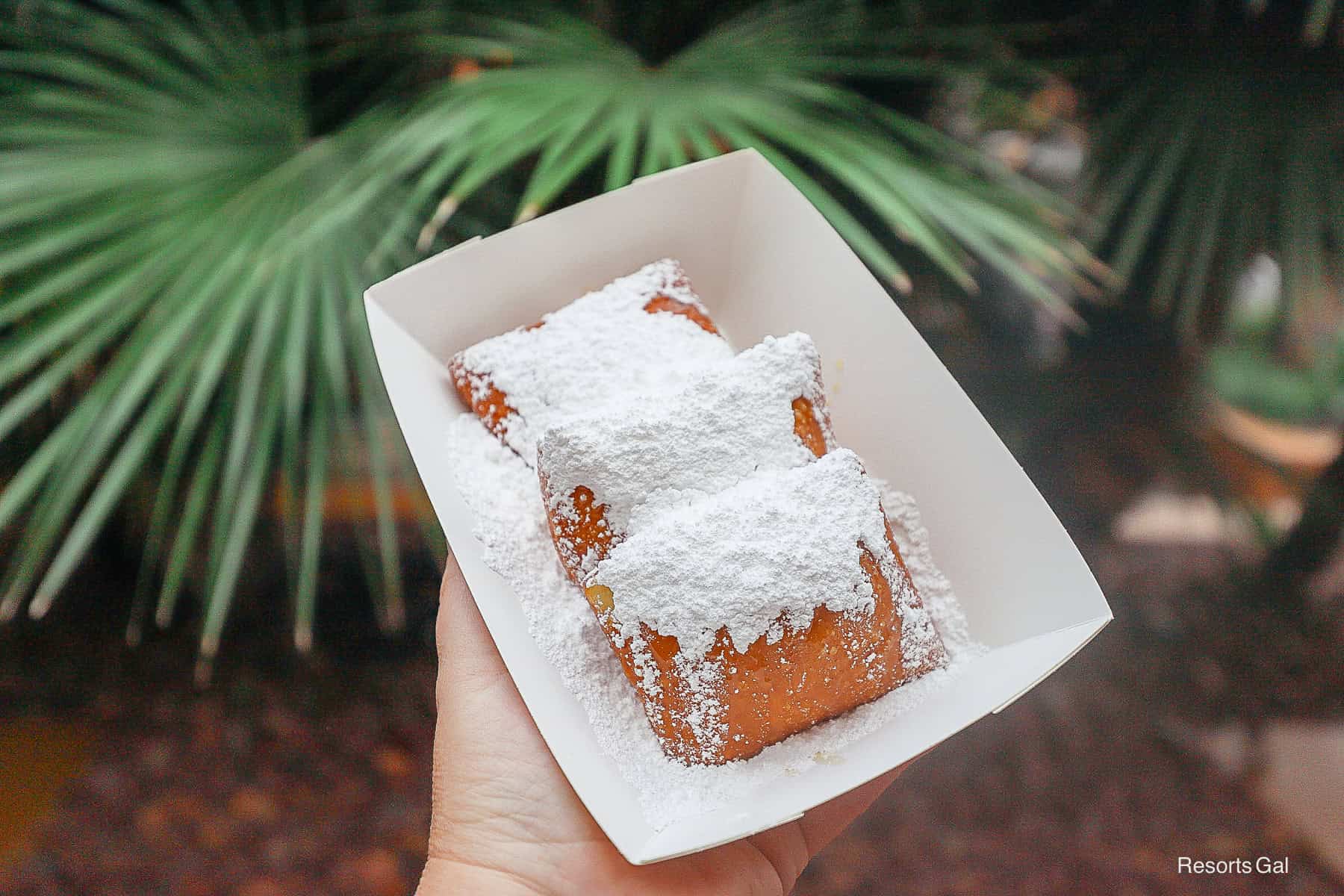 a hand holding Tiana's Famous Beignets 
