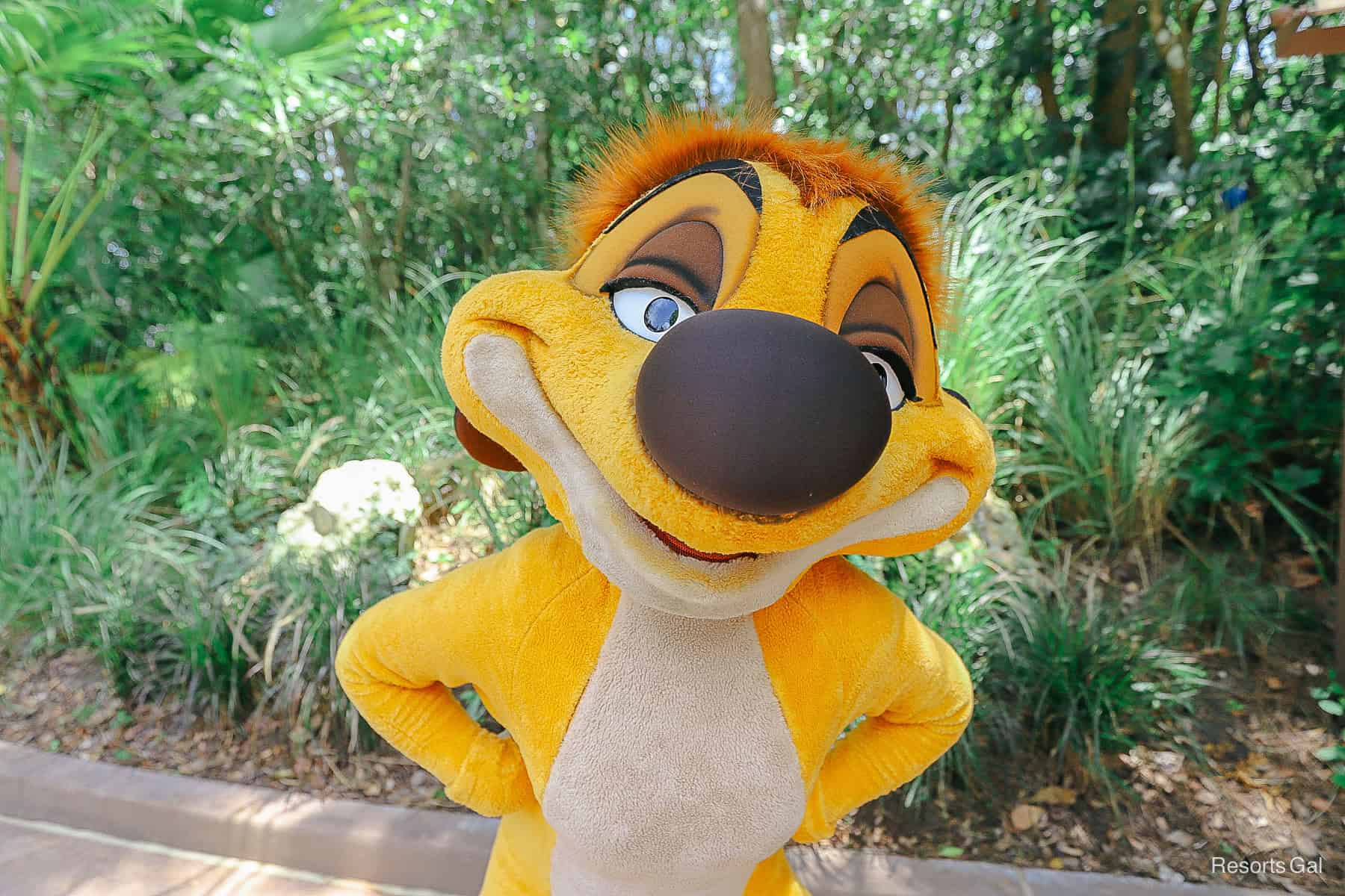 Meet Timon at Rafiki’s Planet Watch at Disney’s Animal Kingdom