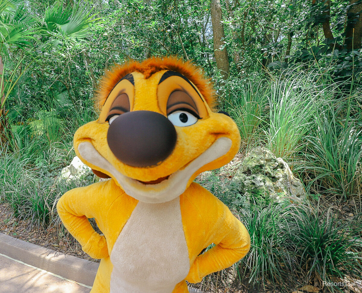 Meet Timon at Rafiki's Planet Watch at Disney's Animal Kingdom