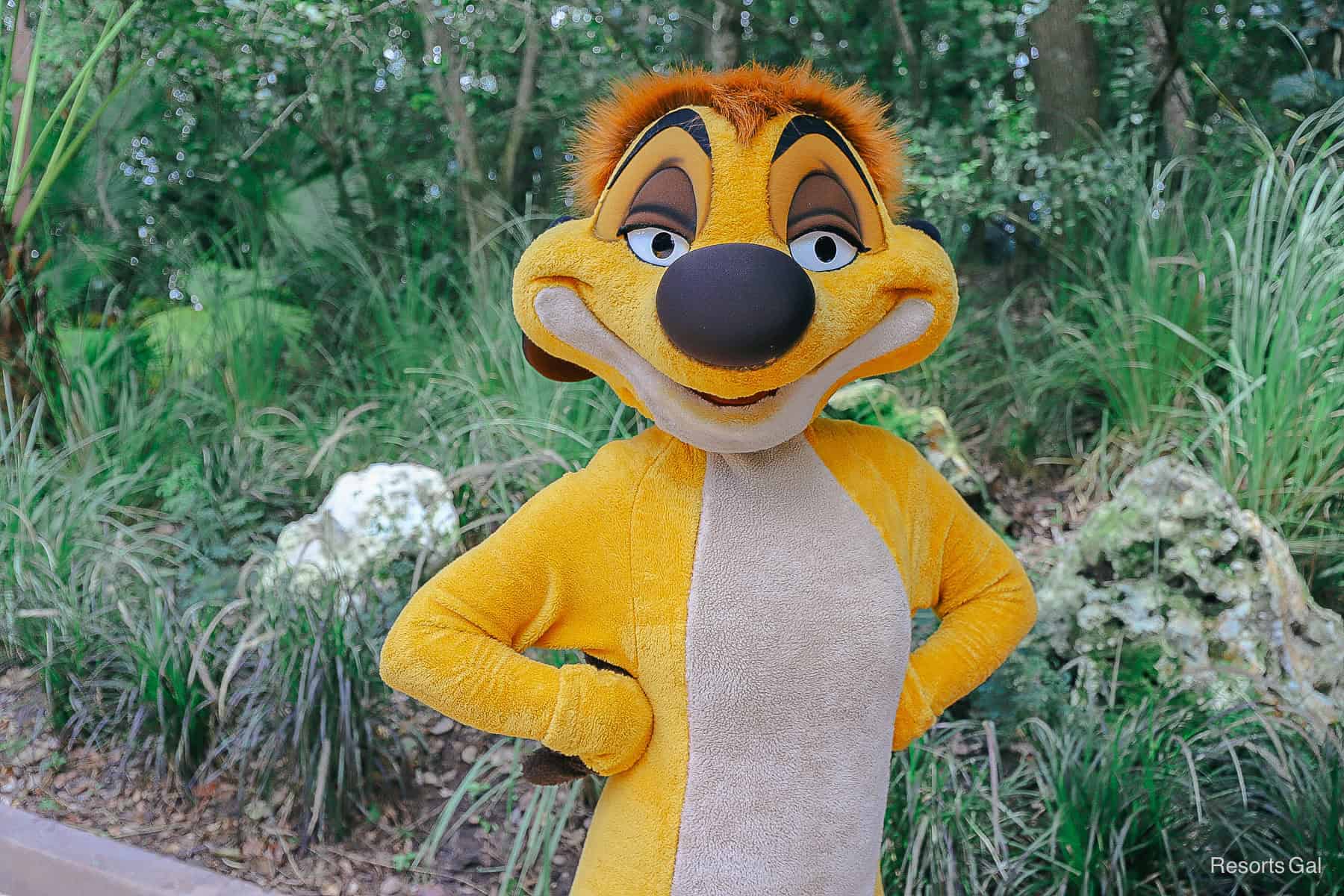 Timon the meerkat at Rafiki's Planet Watch 