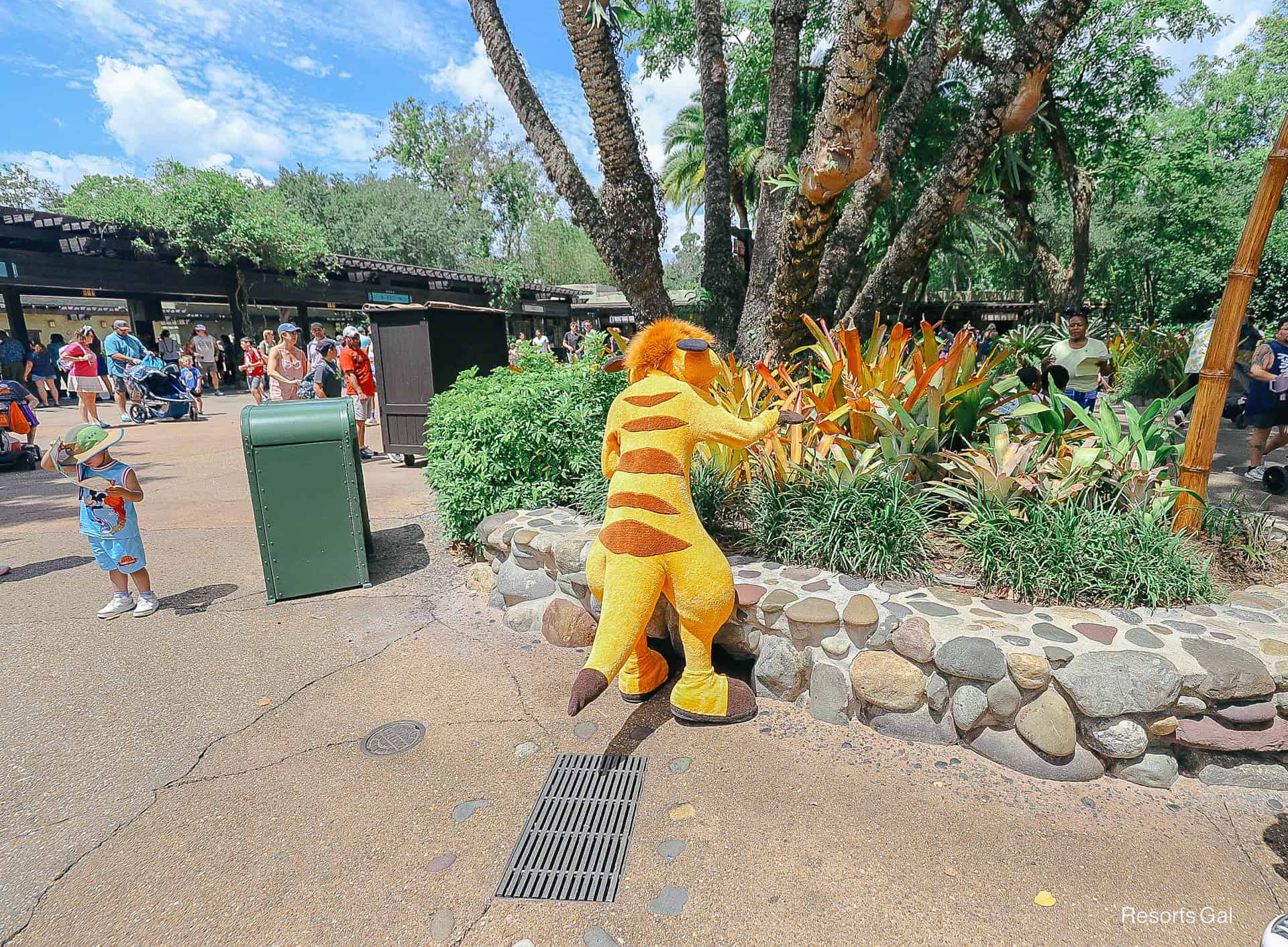 Timon looking for grubs 