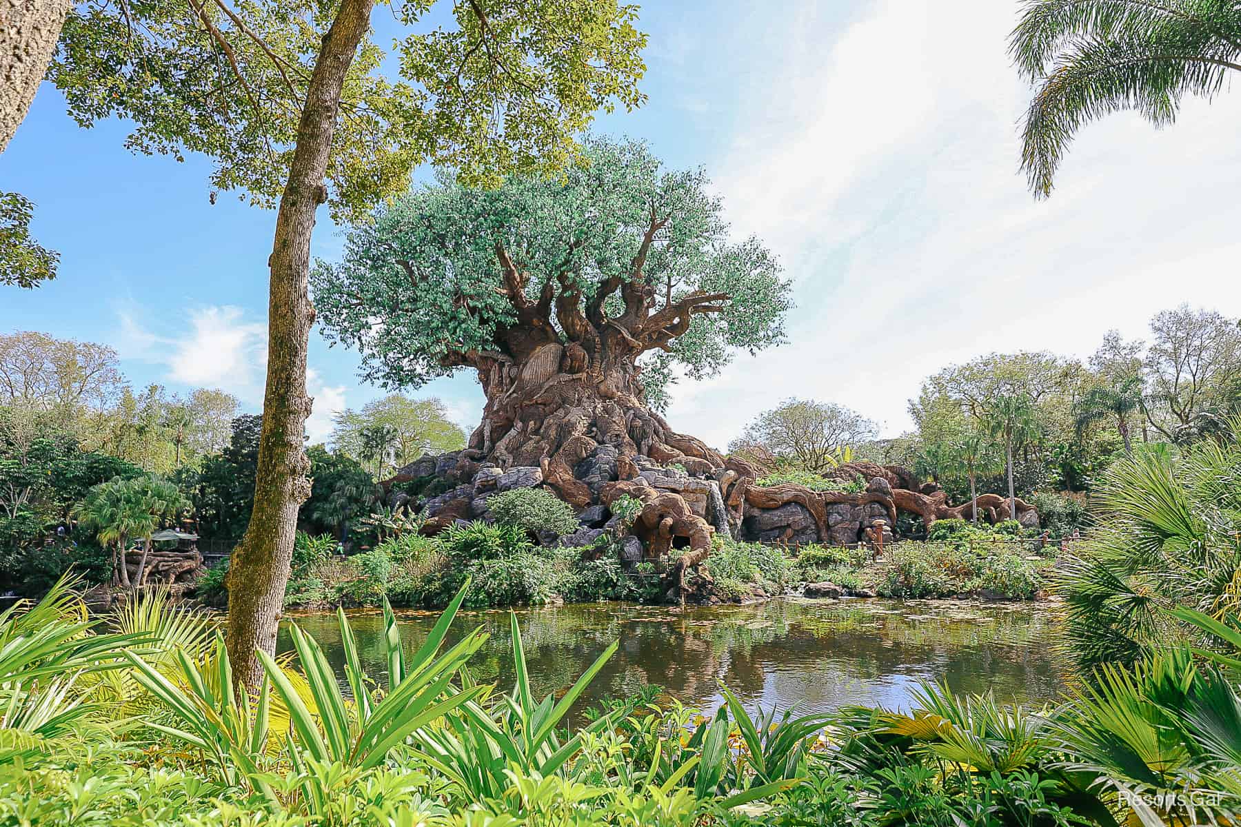 a landscape view of the Discovery Island Trail area at Disney's Animal Kingdom 