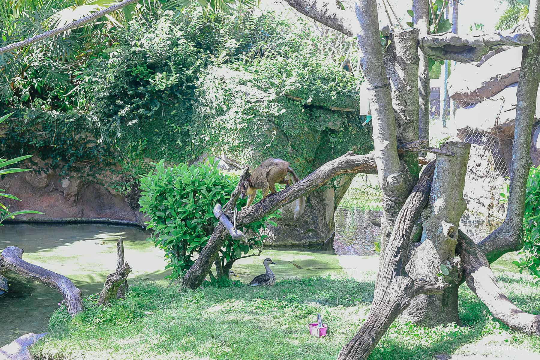 a brown collared lemur on a branch in an enclosure around the Tree of Life 