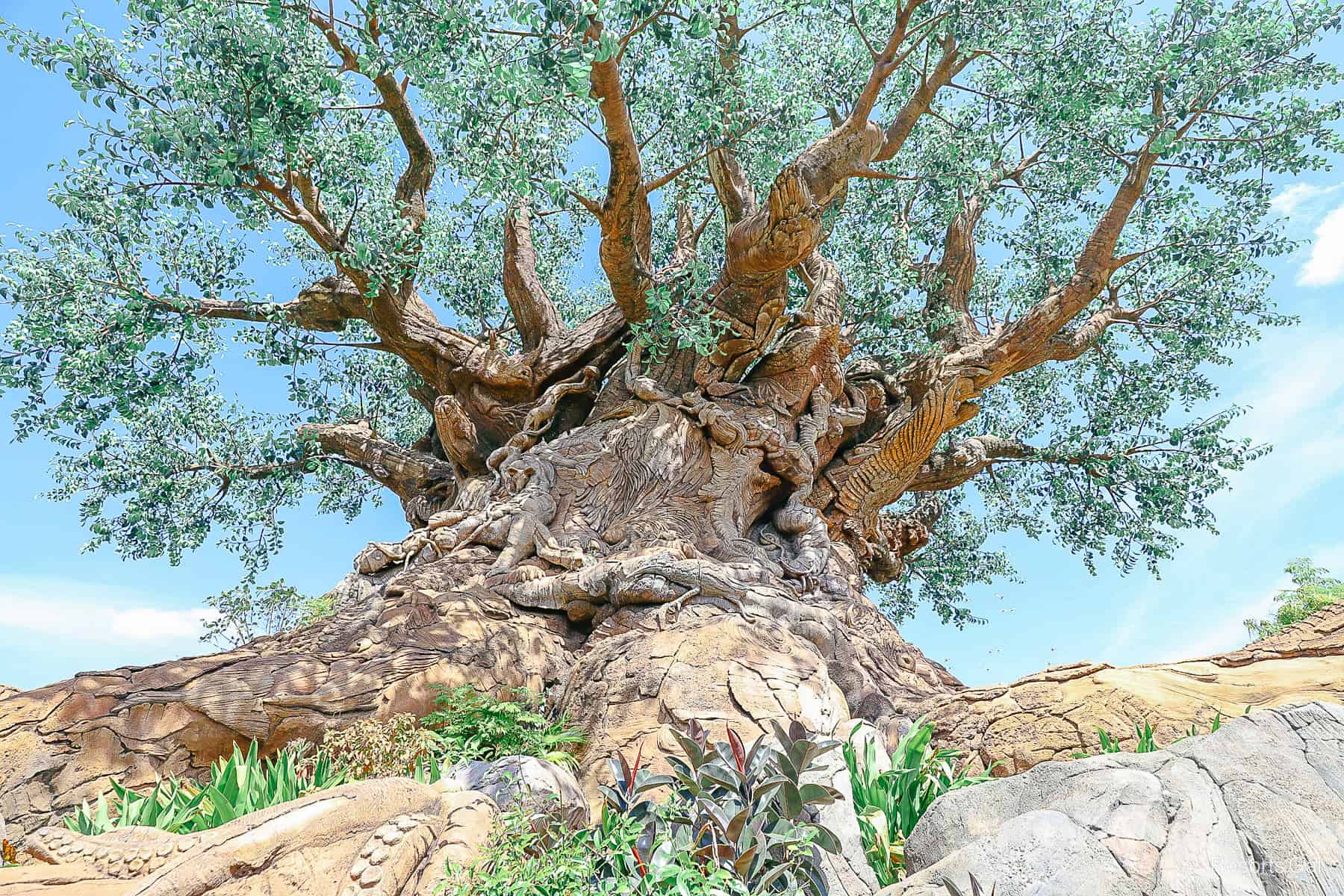 a pretty view of the Tree of Life as seen from the trails surrounding it 