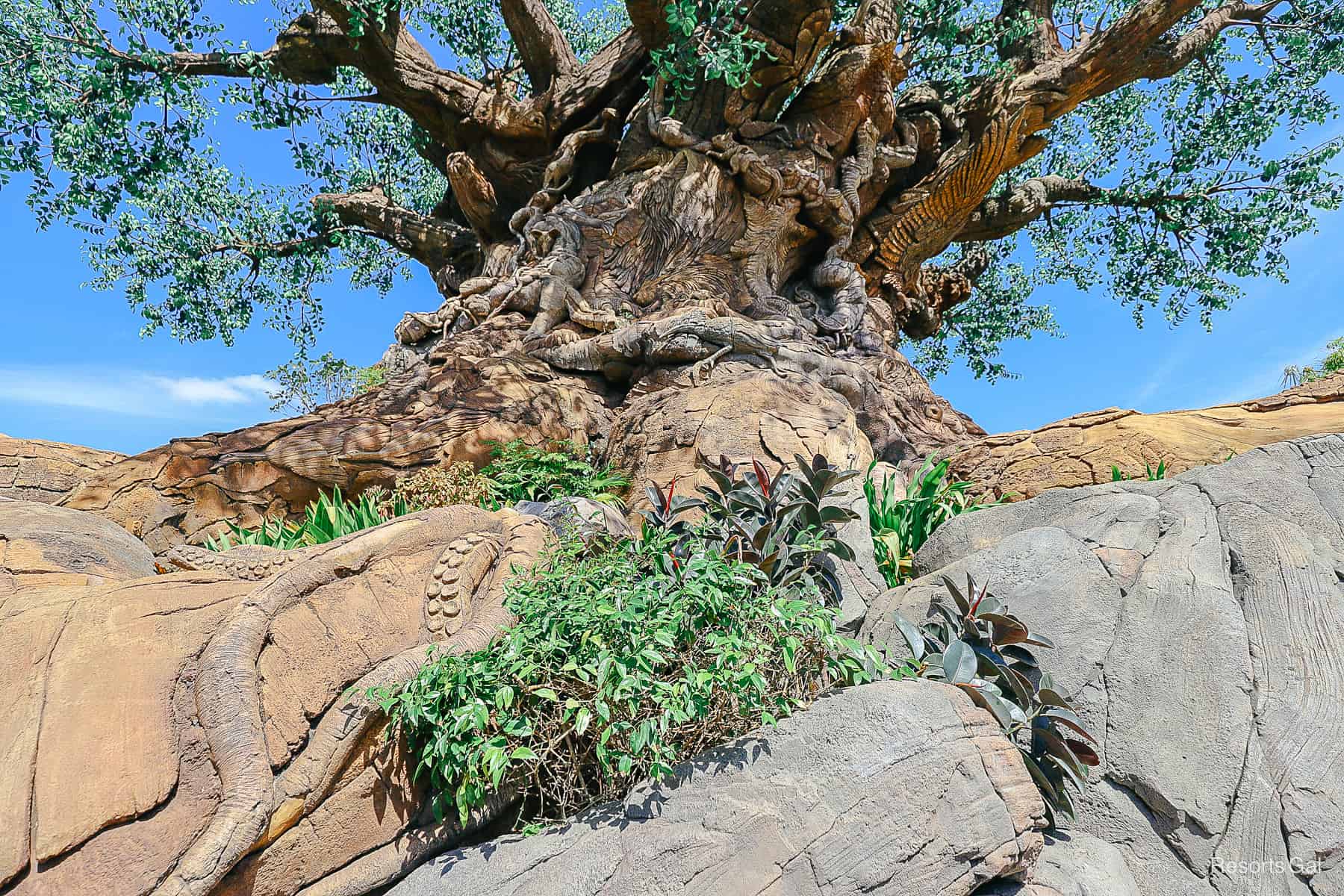 standing directly under the Tree of Life with octopus tentacle carvings 