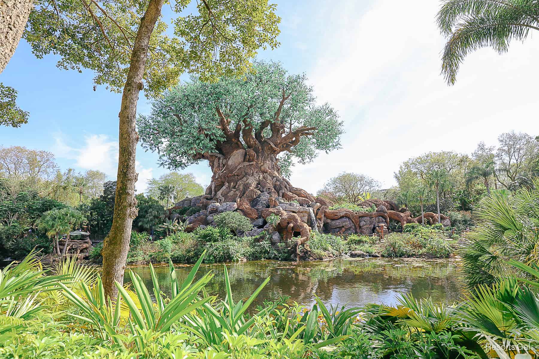 The Tree of Life at Disney's Animal Kingdom, a backside view from the Discovery River 