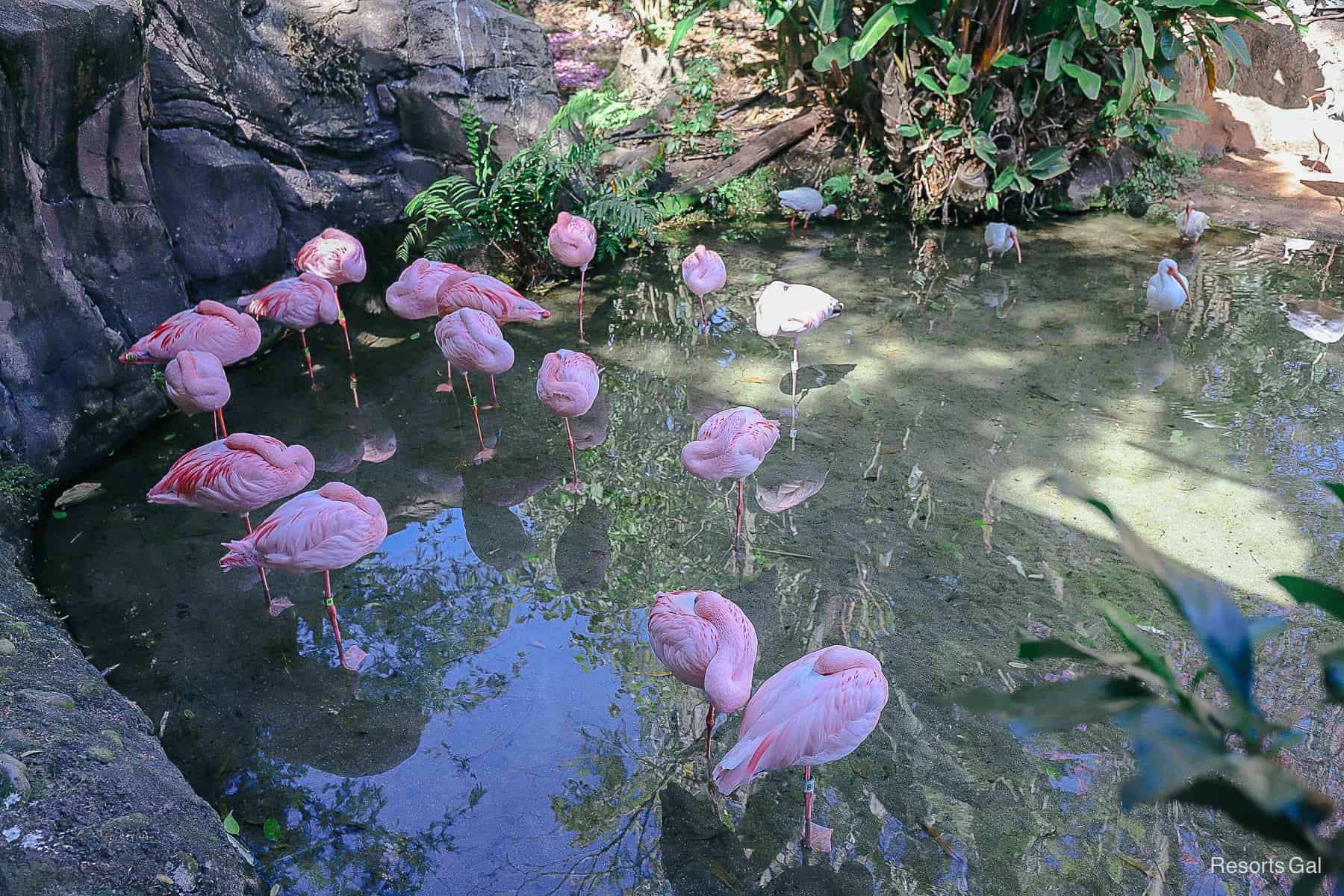 a lesser flamingo exhibit in front of the Tree of Life 