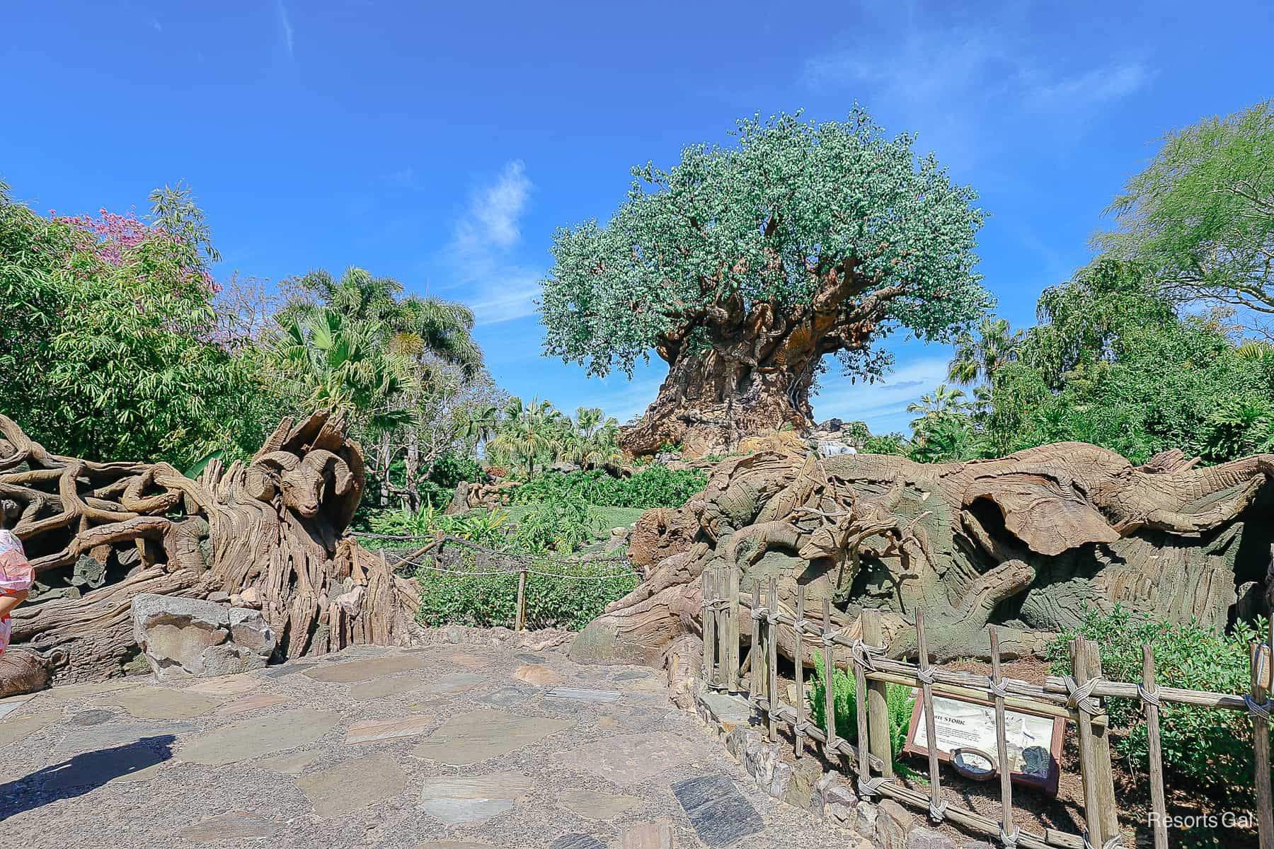 The Tree of Life as seen from the front viewing area of the park. 
