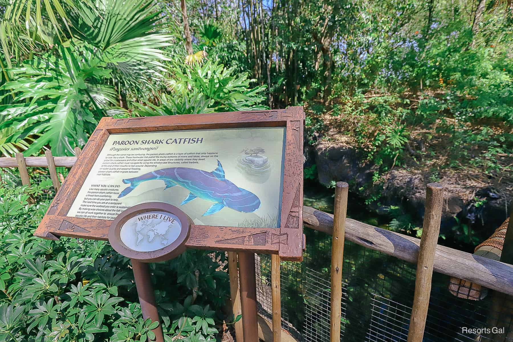 a sign that shows where you might see a Paroon Shark Catfish on the Tree of Life Trail 