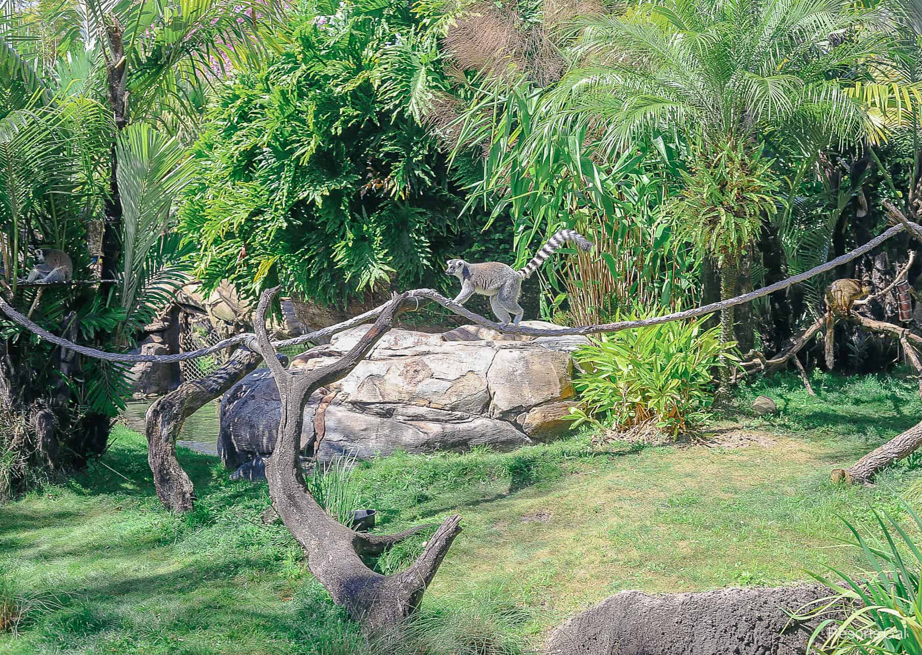 a ring-tailed lemur near the tree of life 