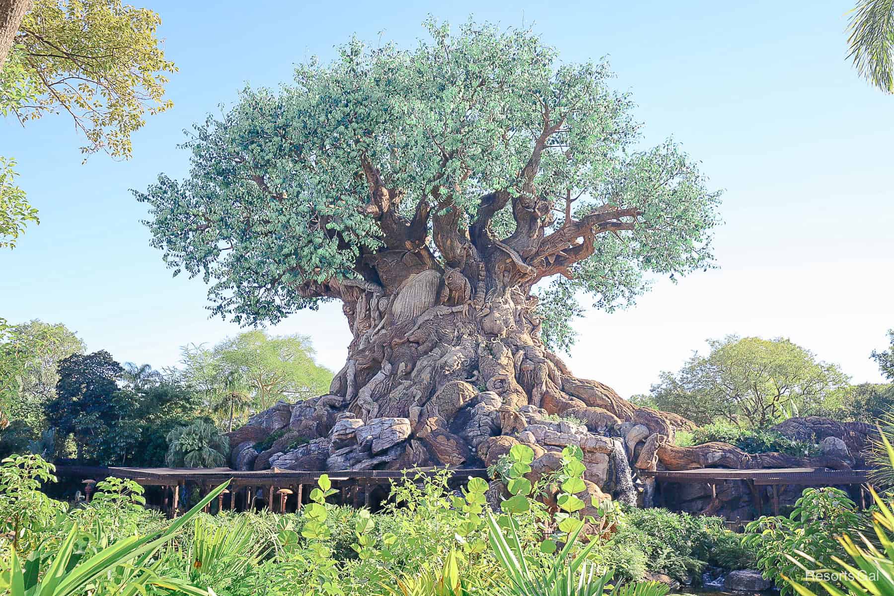 Discovery Island Trails Partially Closed as Refurbishment Begins on Disney’s Animal Kingdom’s Tree of Life