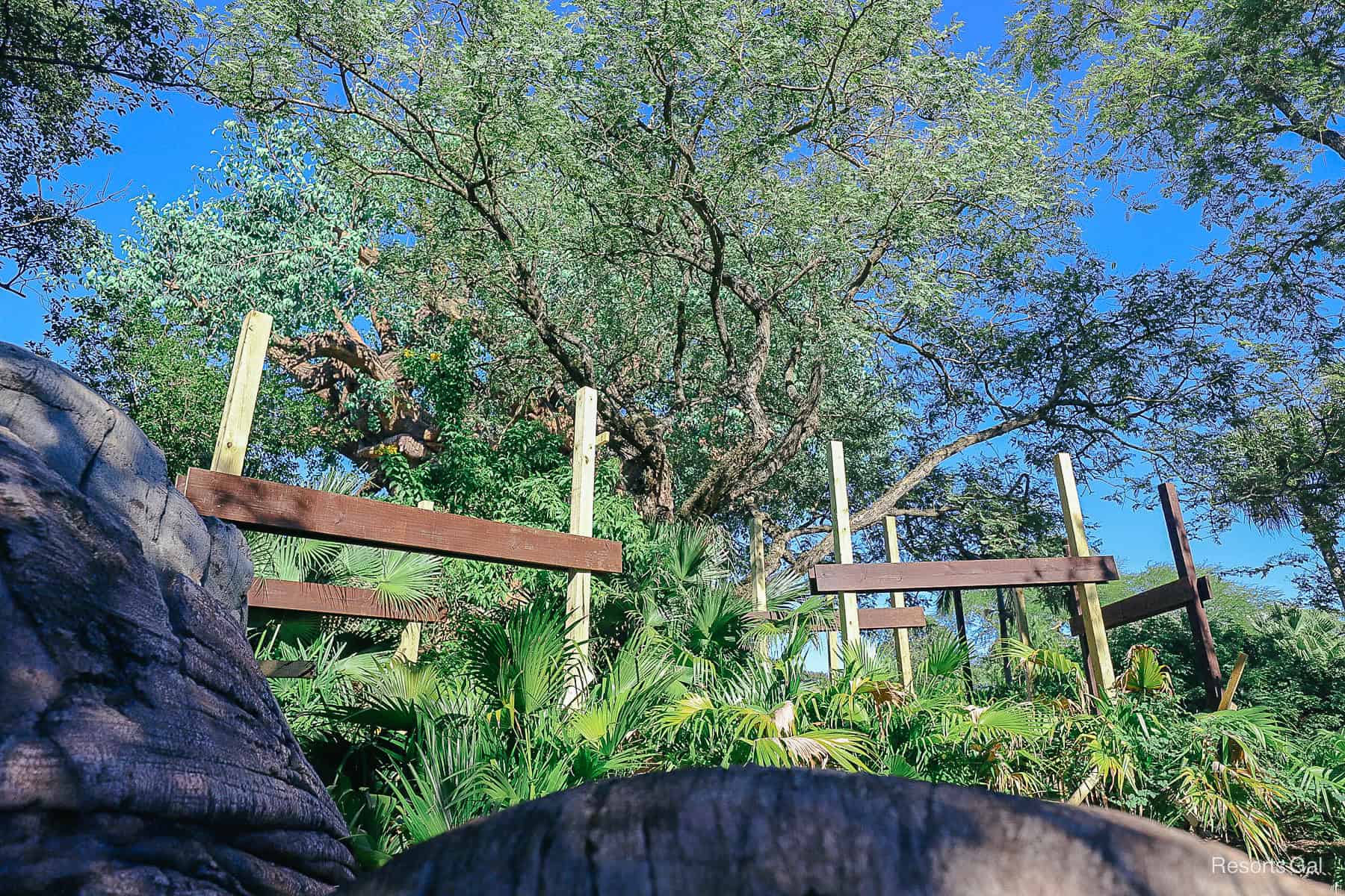 framework awaiting netting around the base of the Tree of Life 